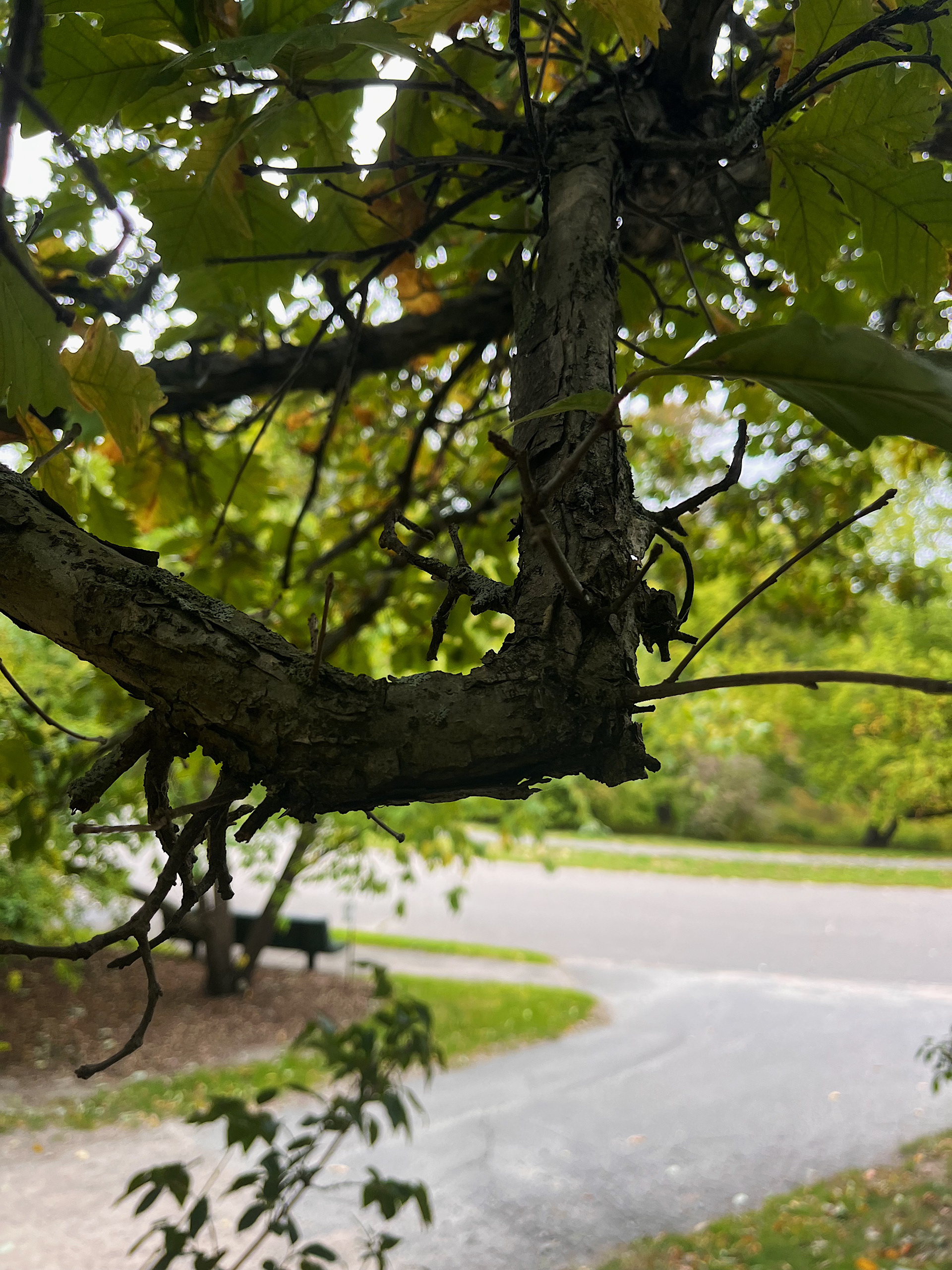 gnarled branches and bark