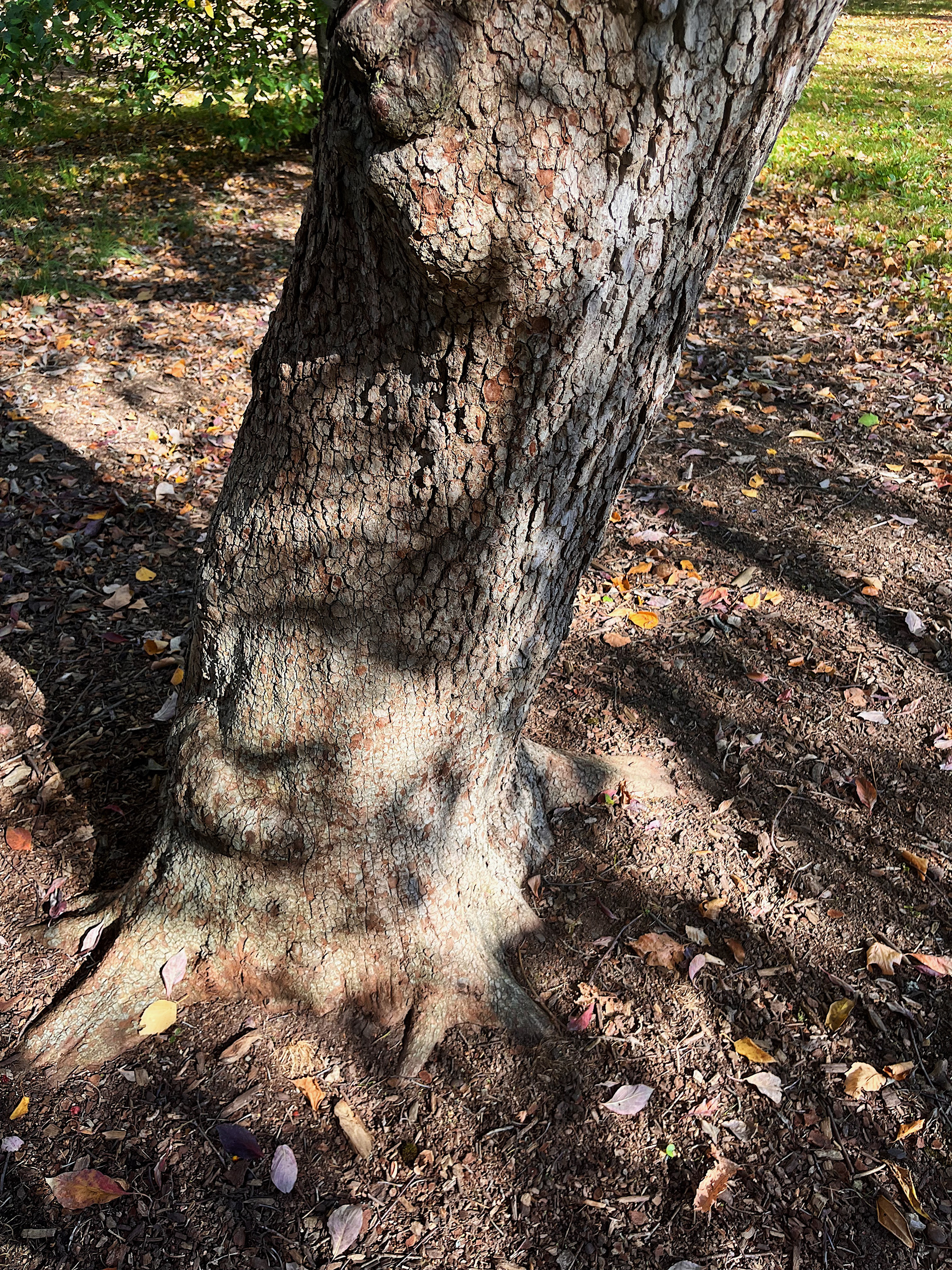 trunk view