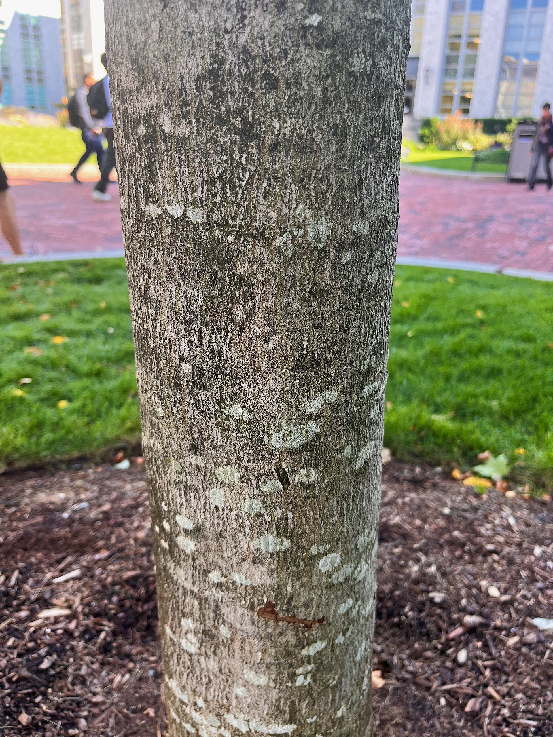 bark striation