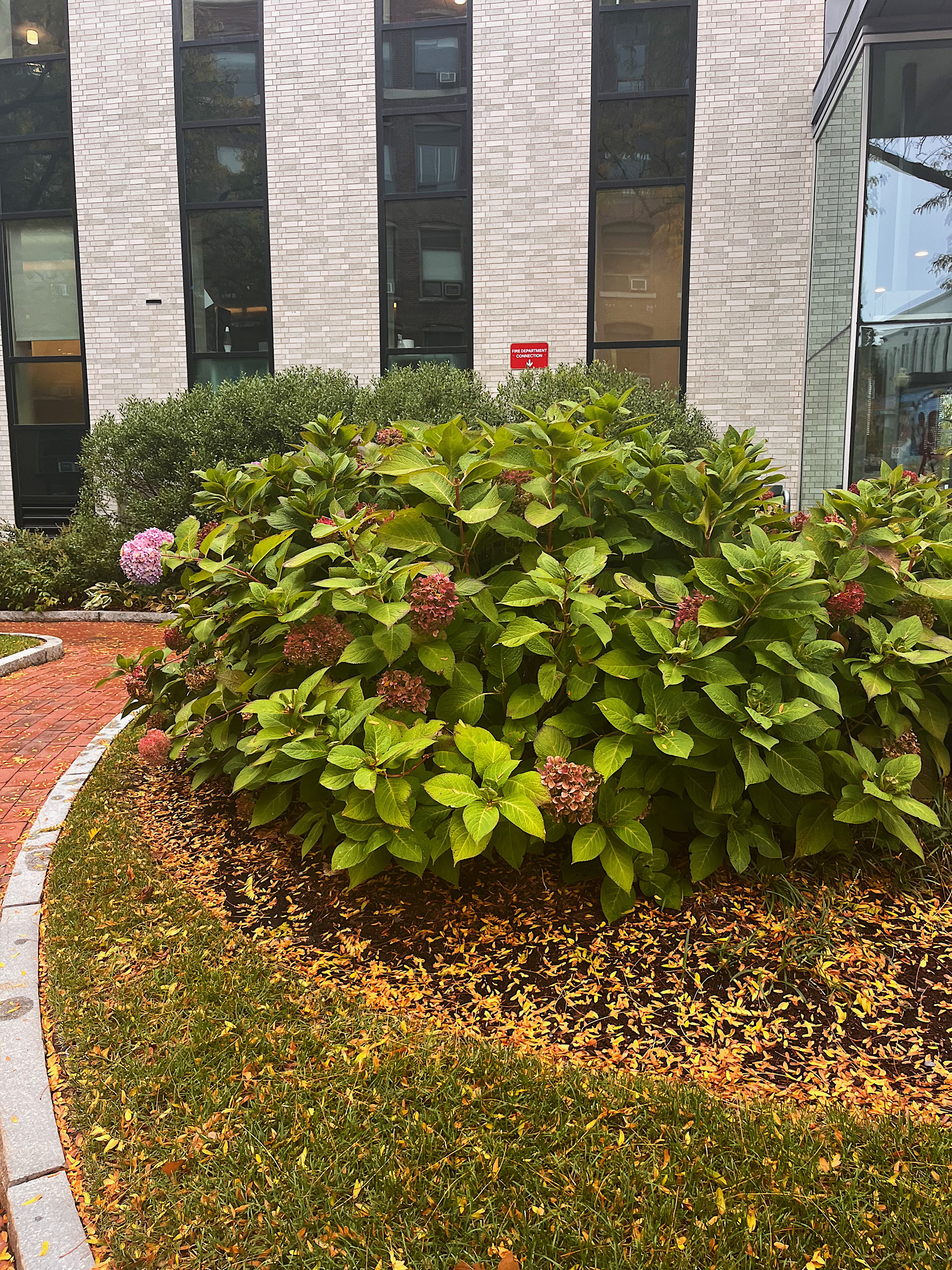 plant view