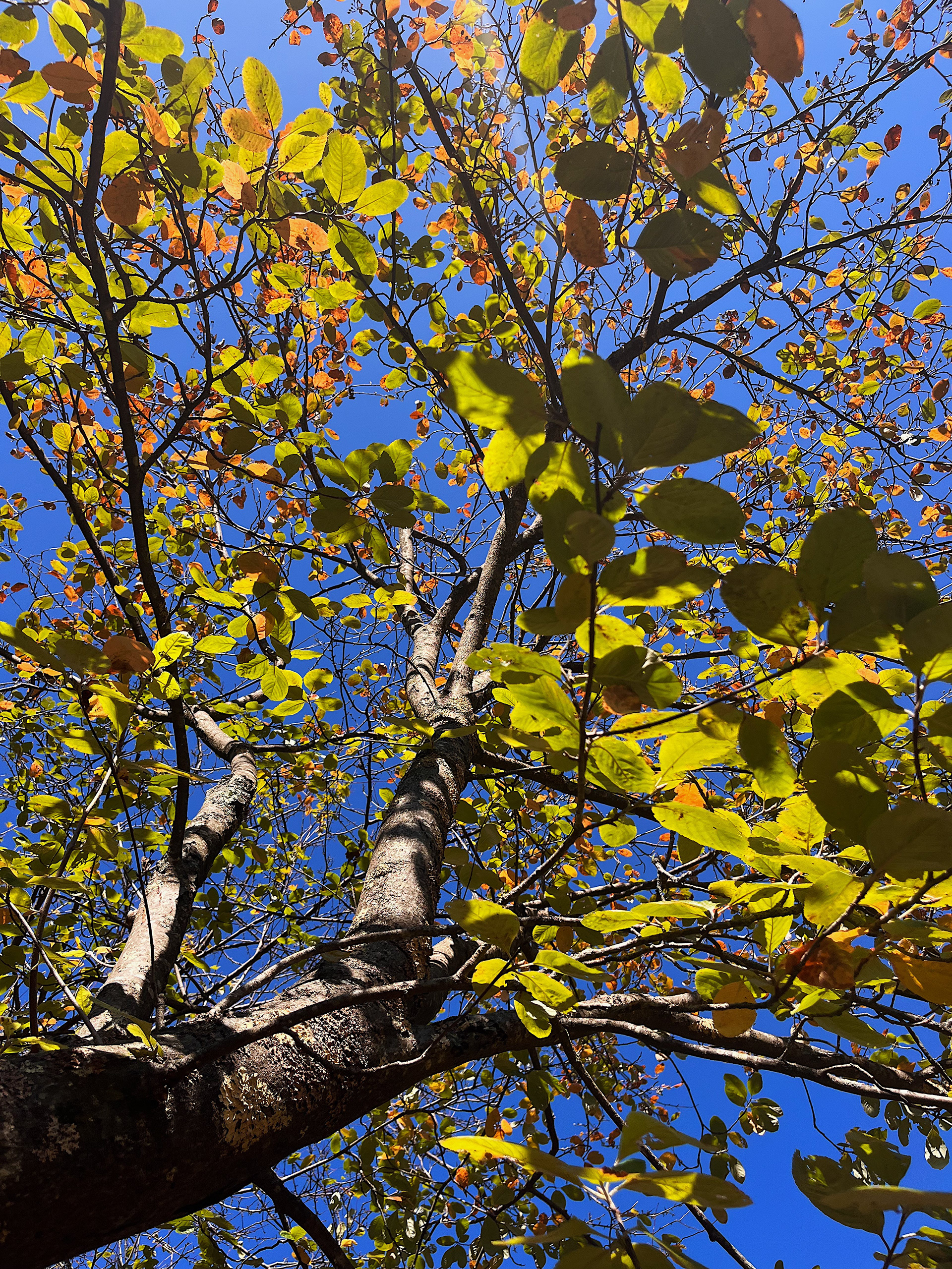 canopy view
