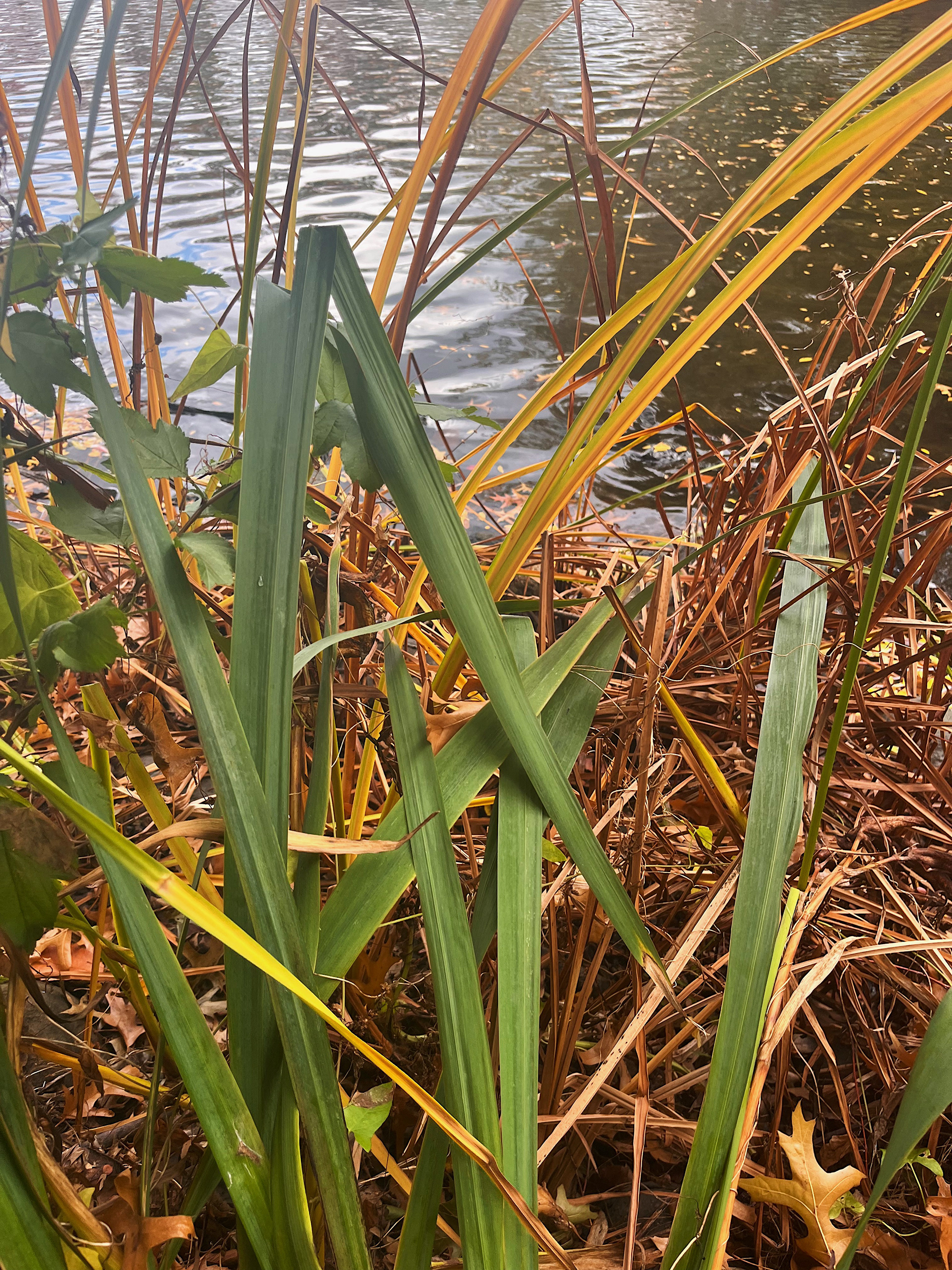 leaf view