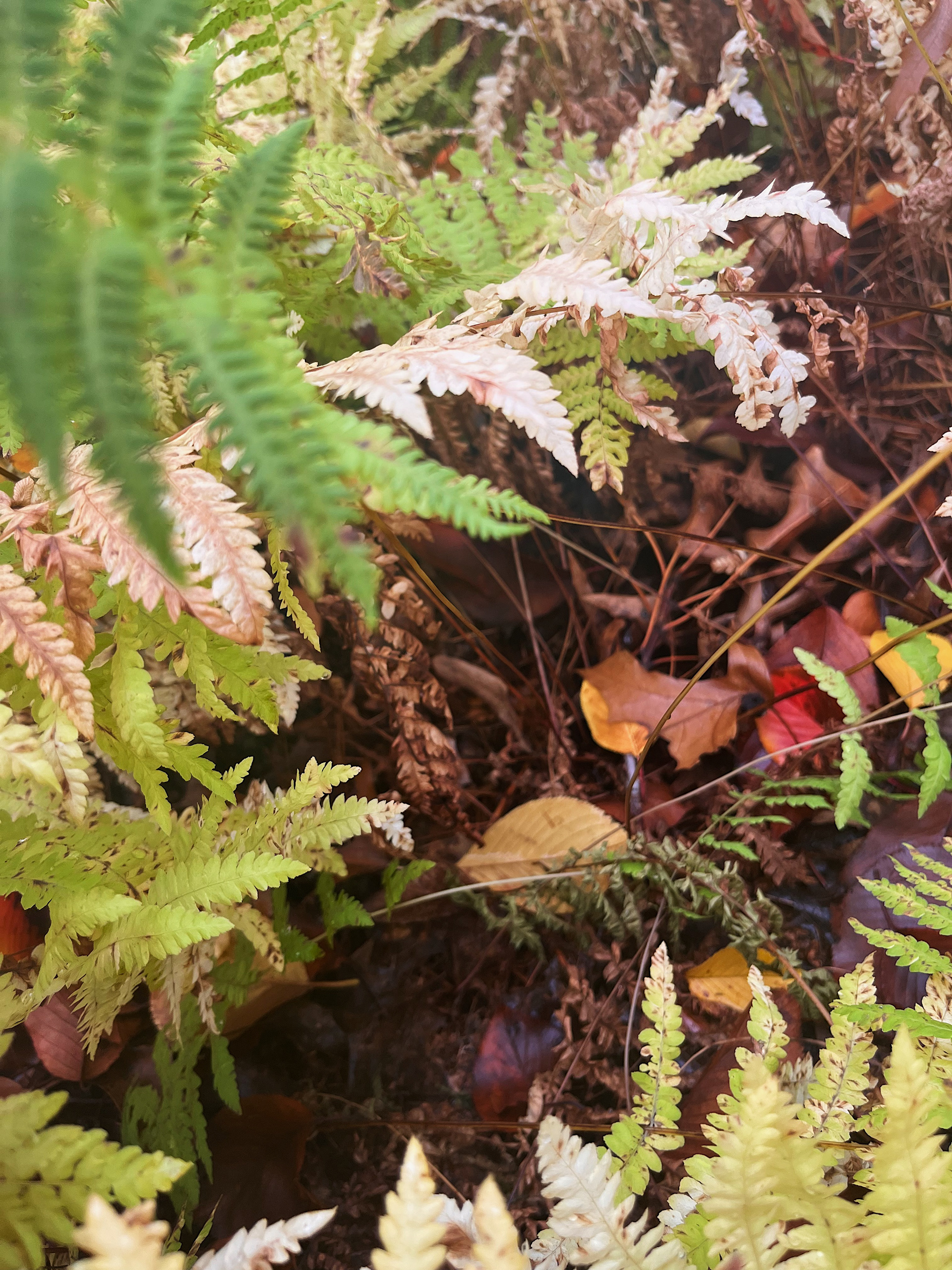 growth from the ground