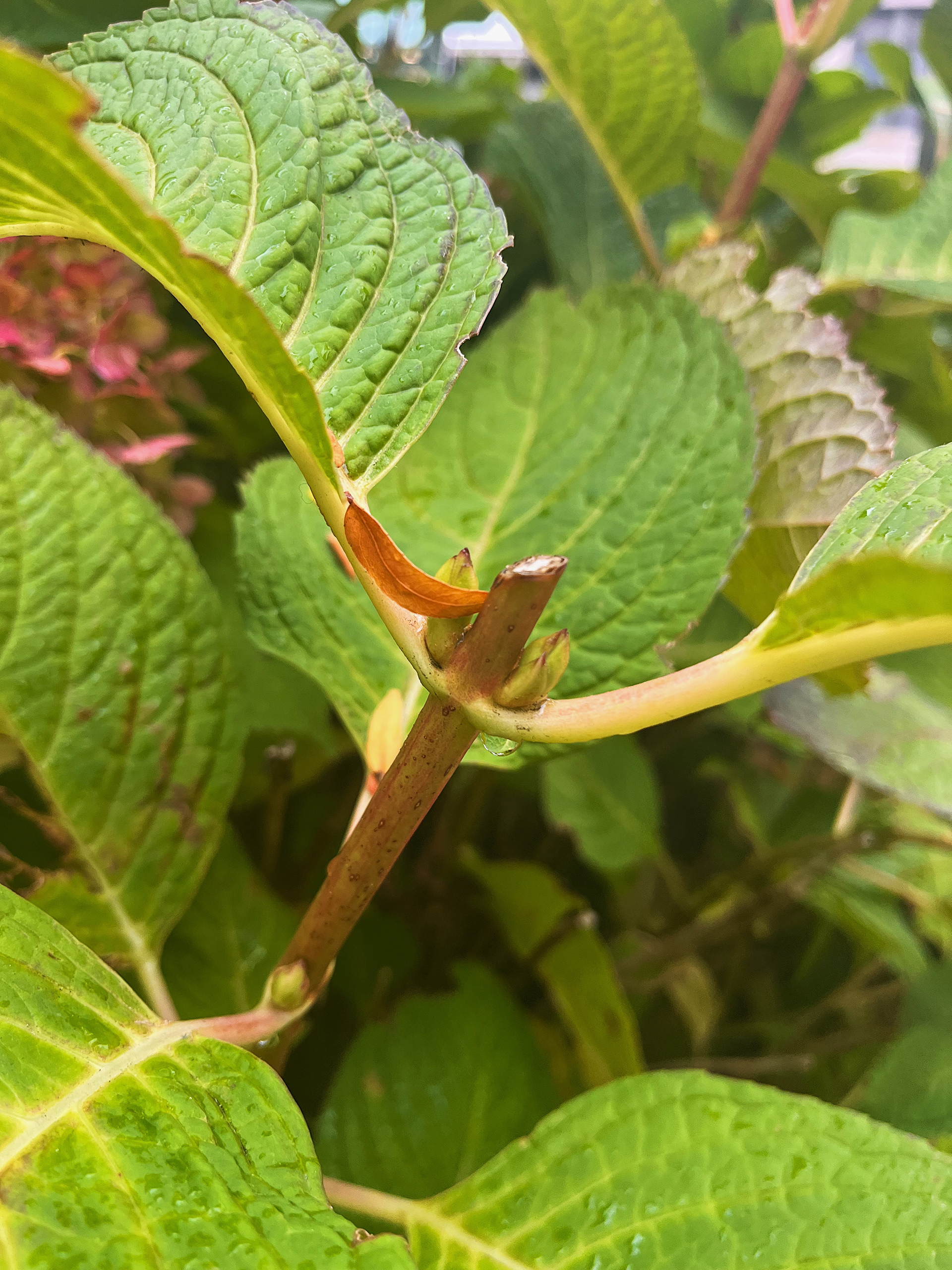 growth and bud view