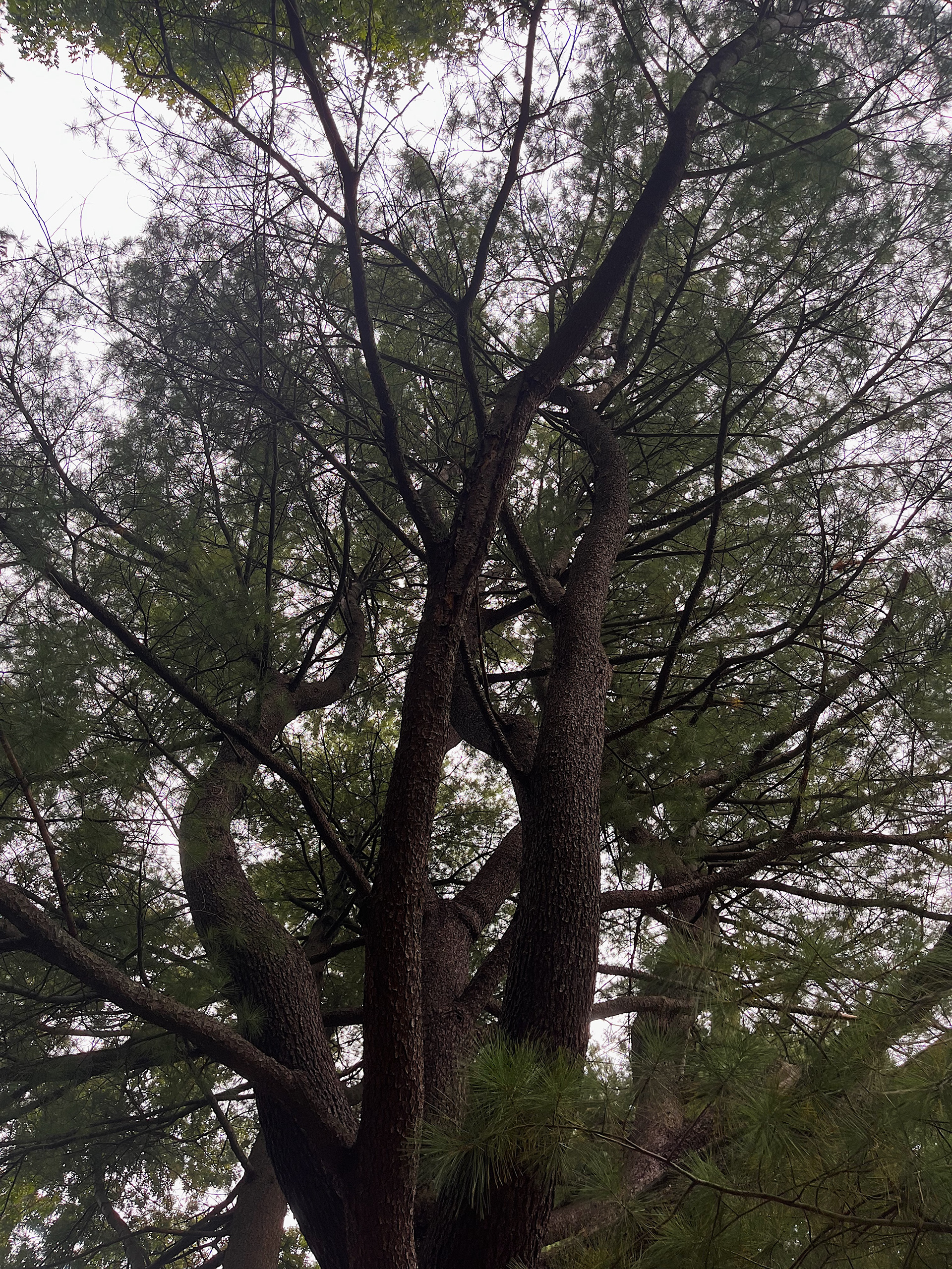canopy view