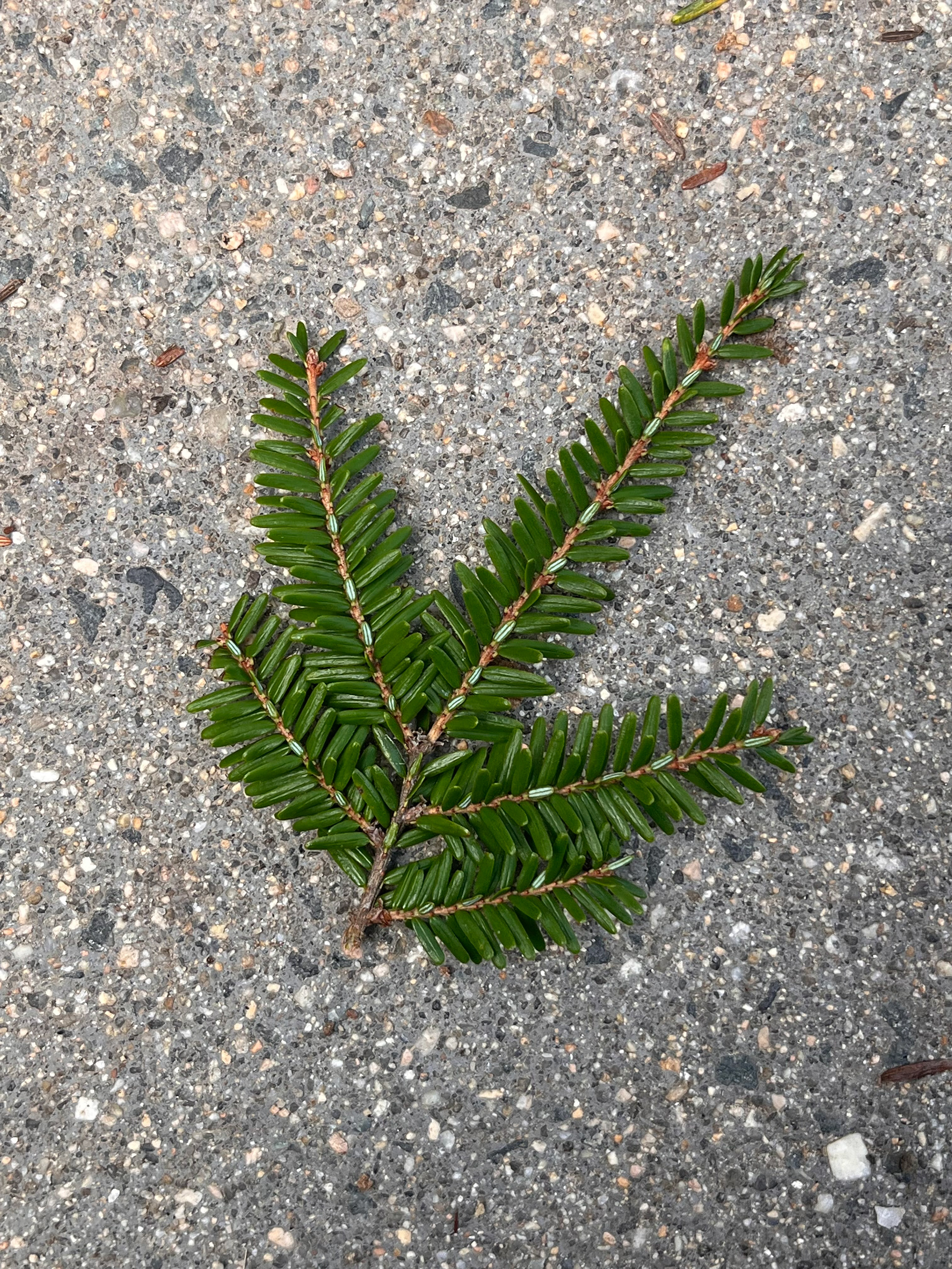 leaf pattern