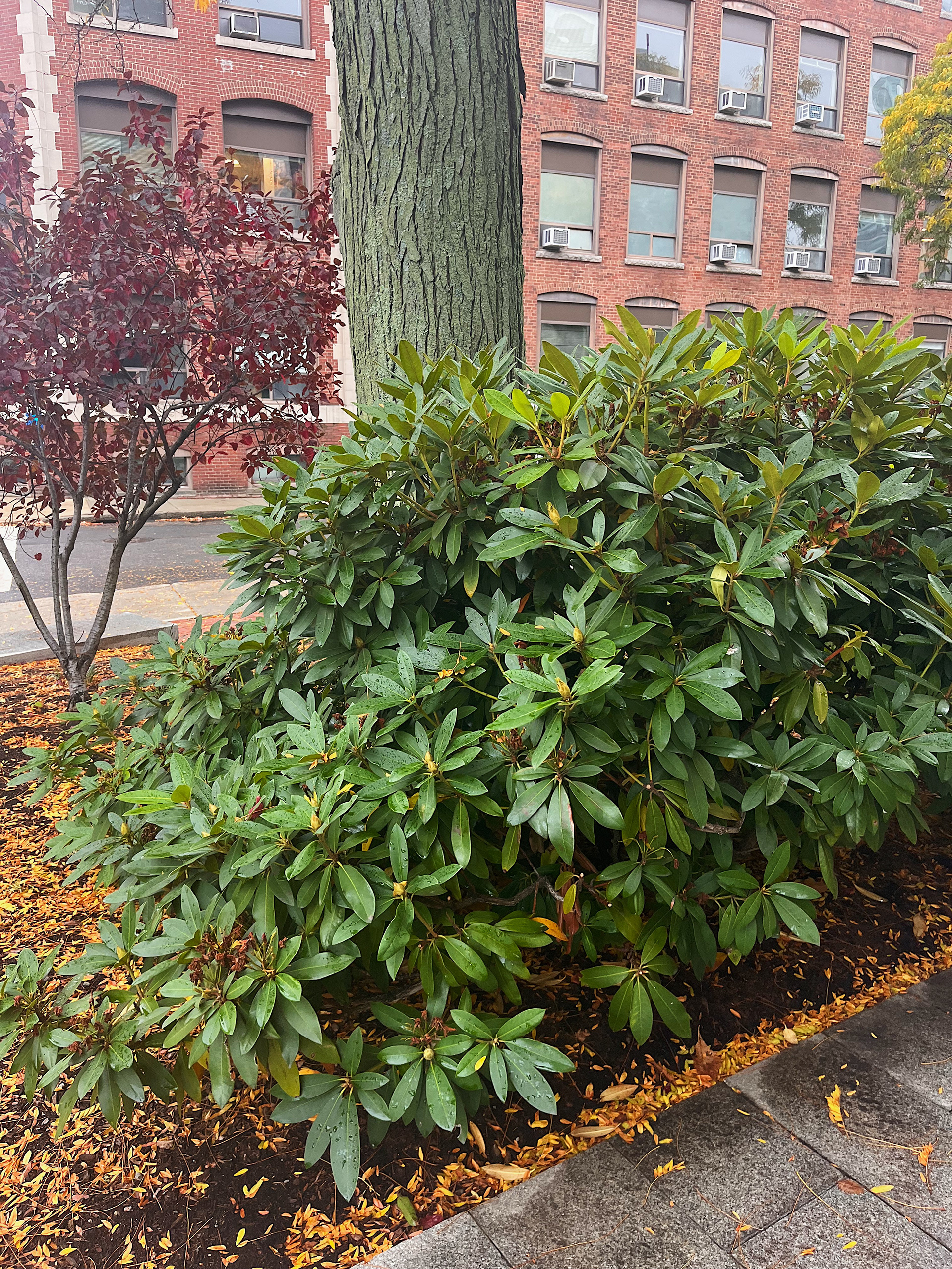 plant view