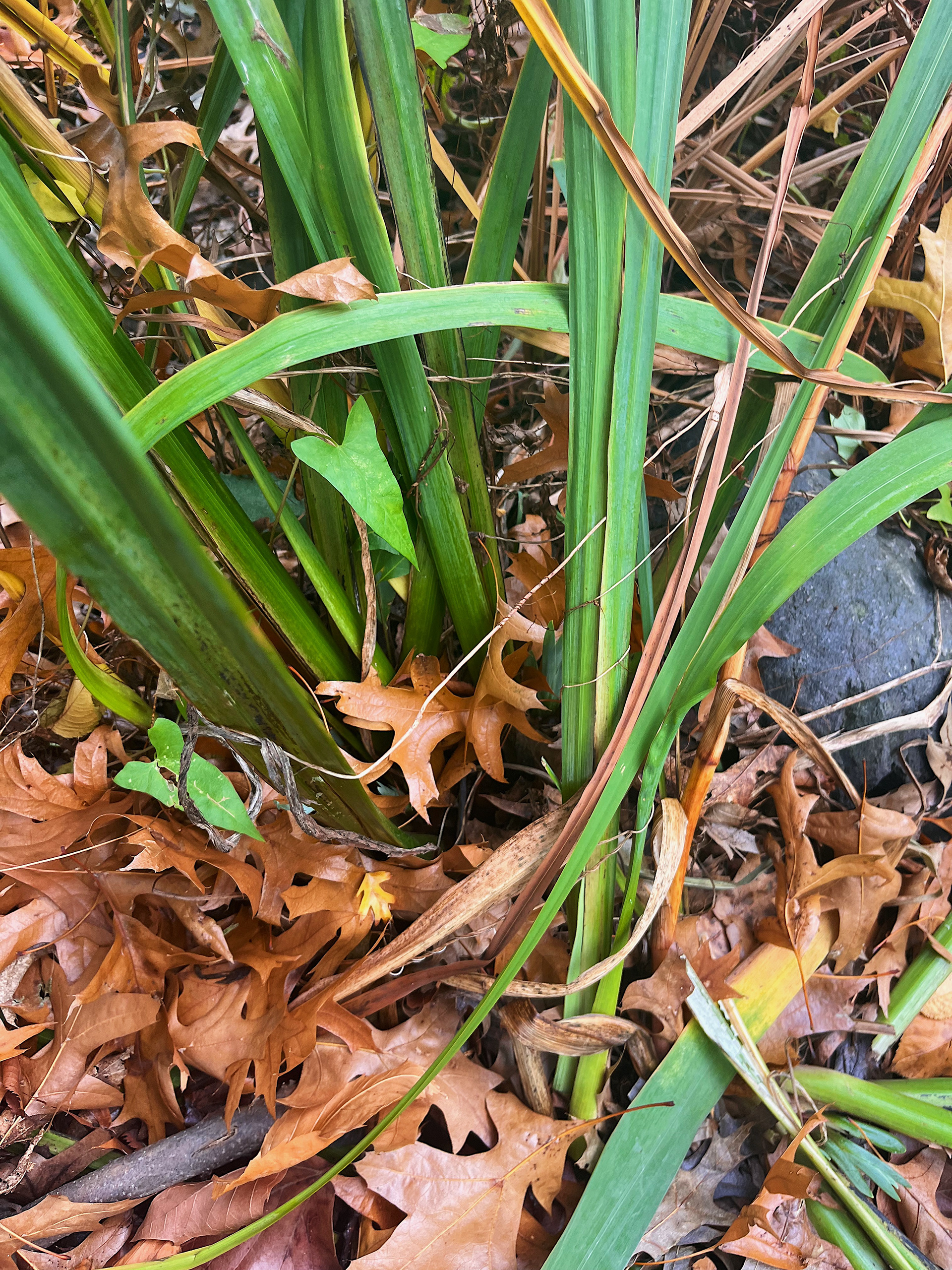 growth from the ground