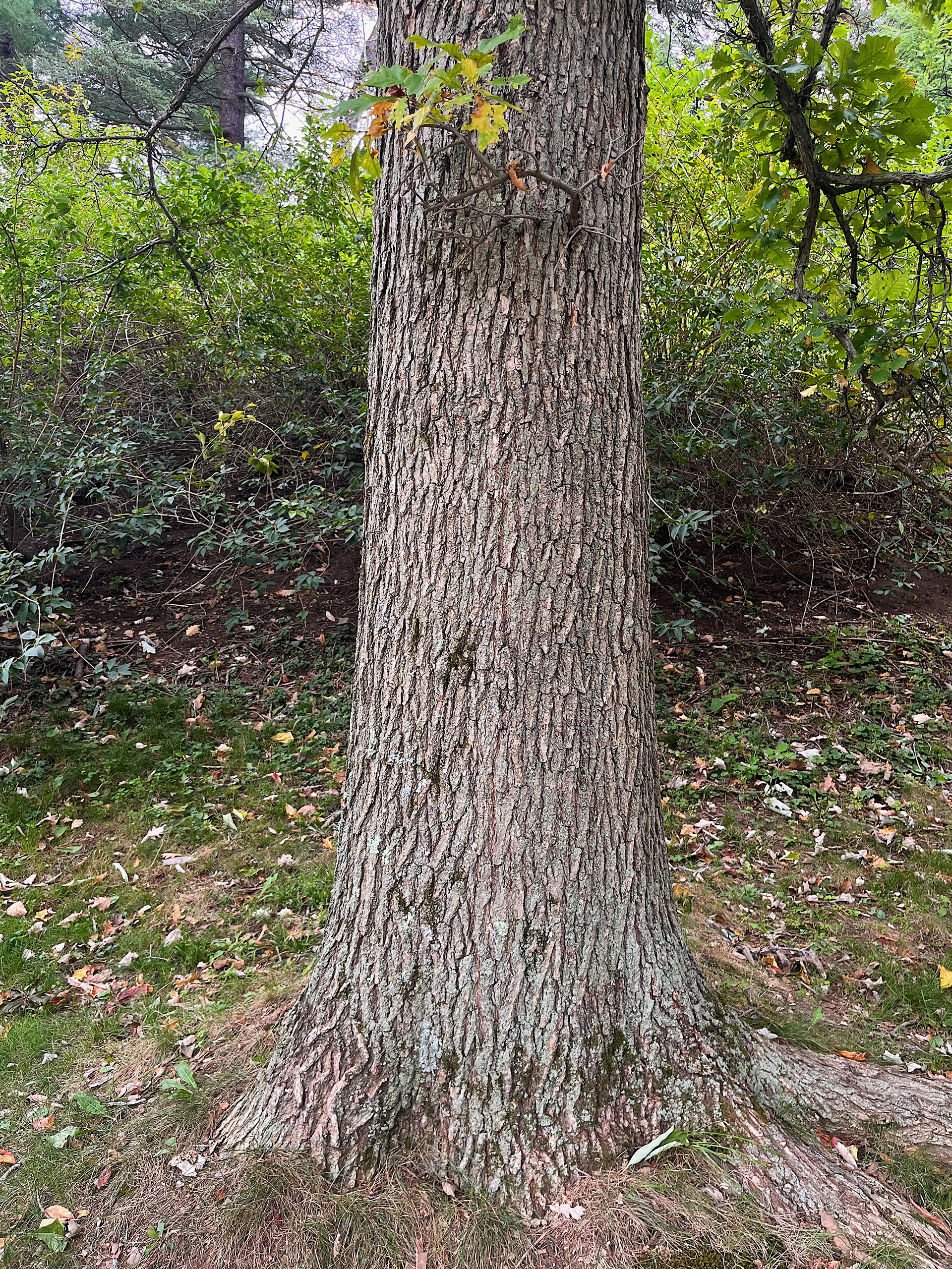 trunk view