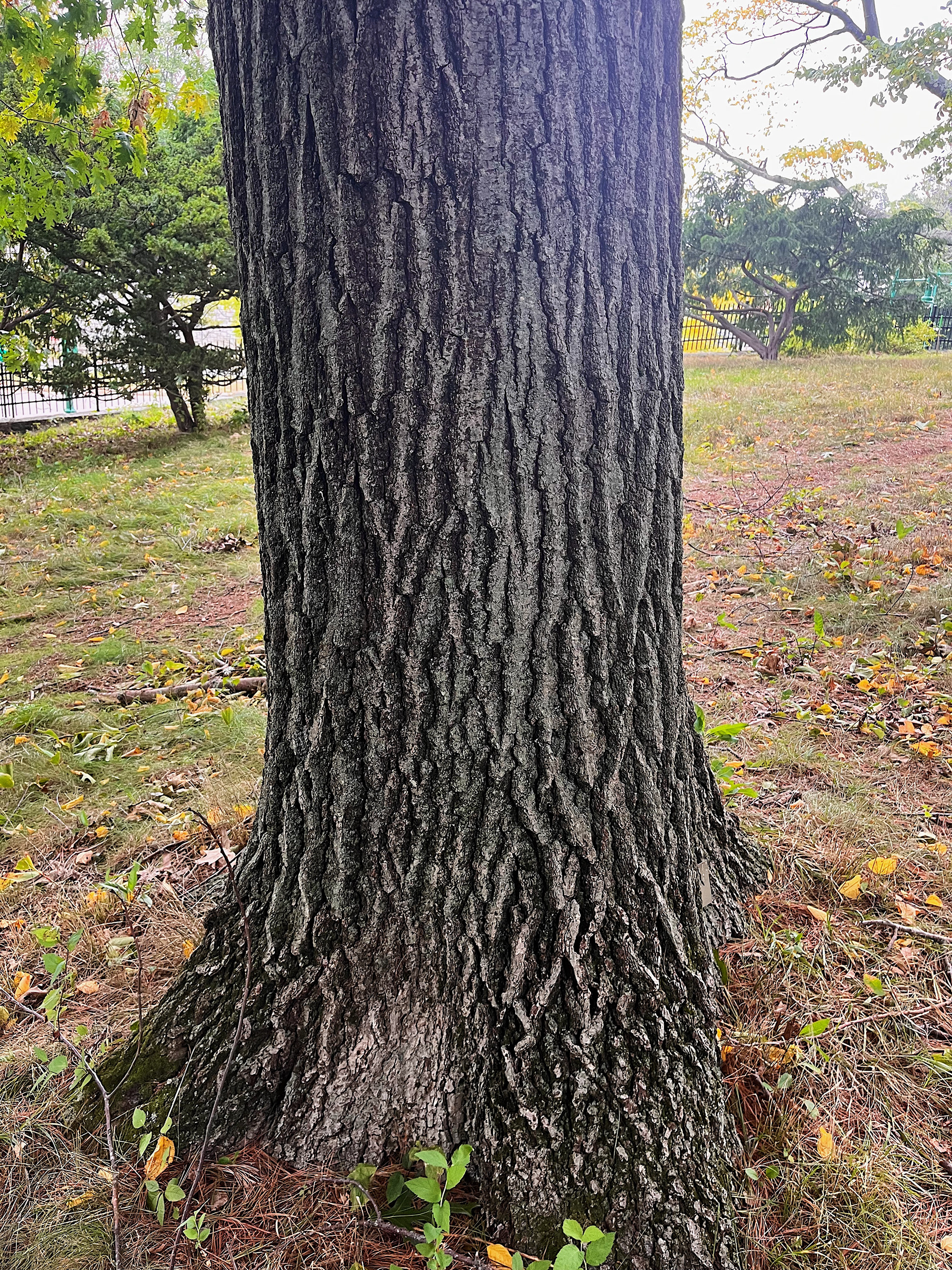 bark view