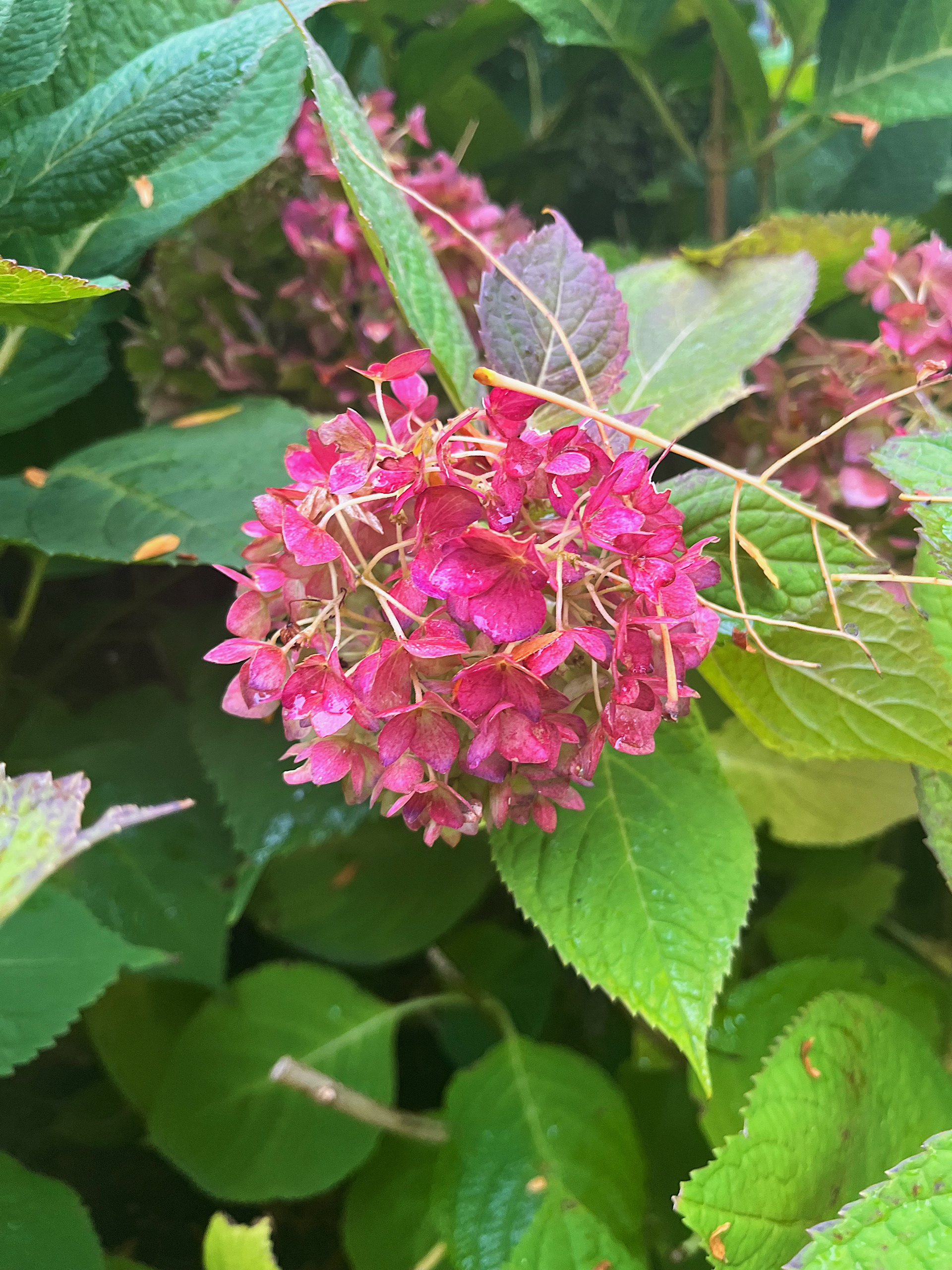 older flower