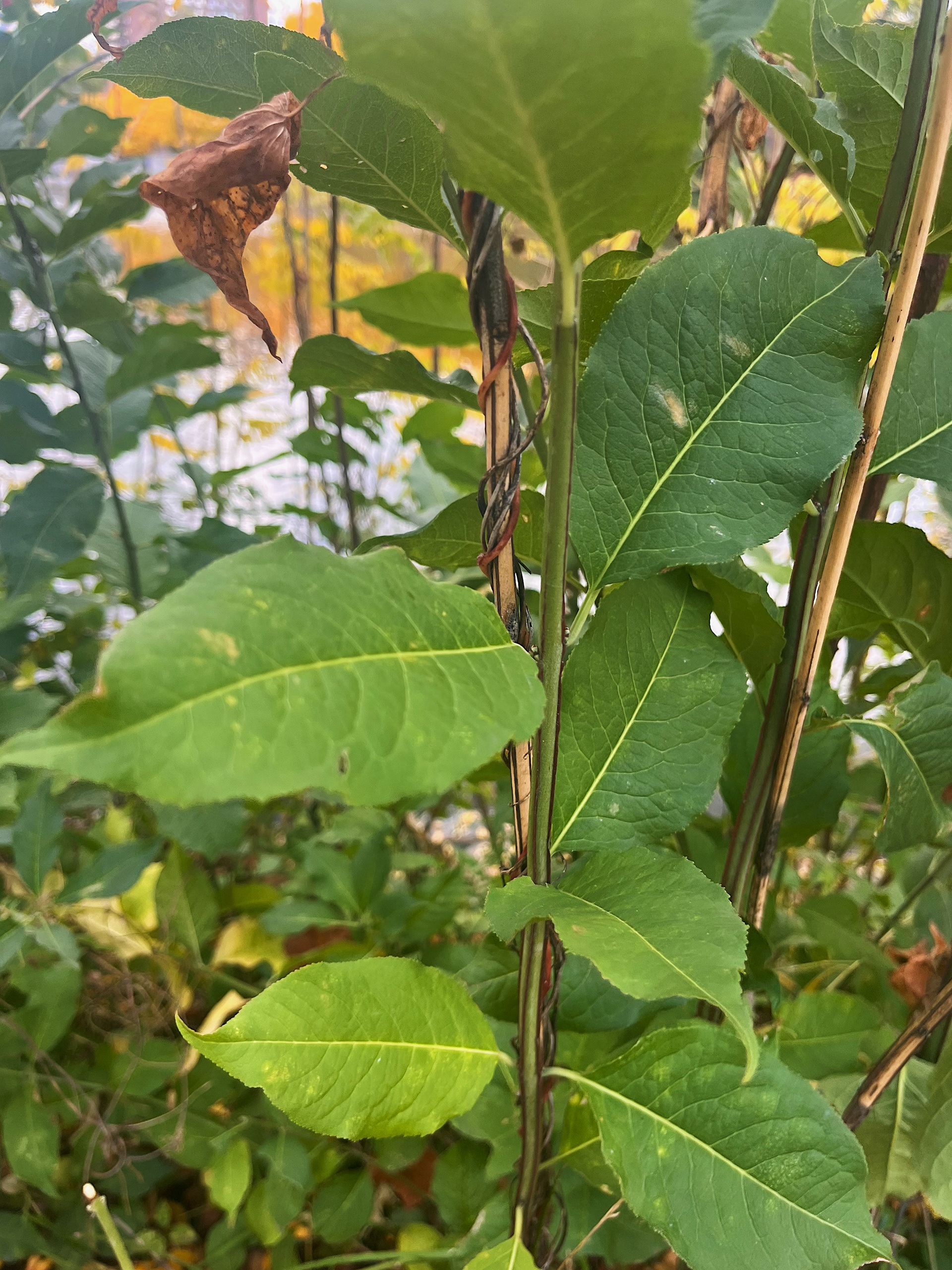 leaves