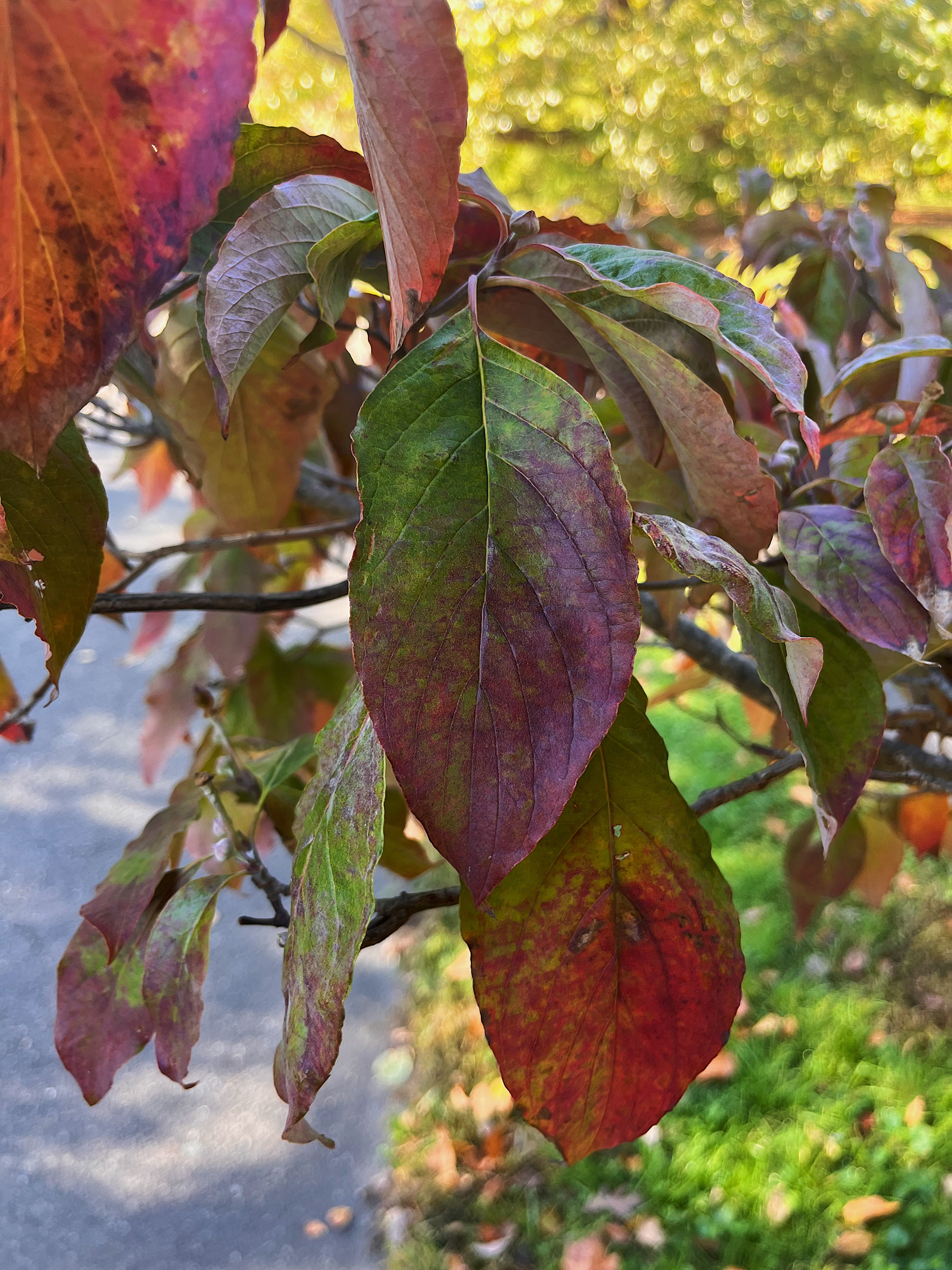 leaf view