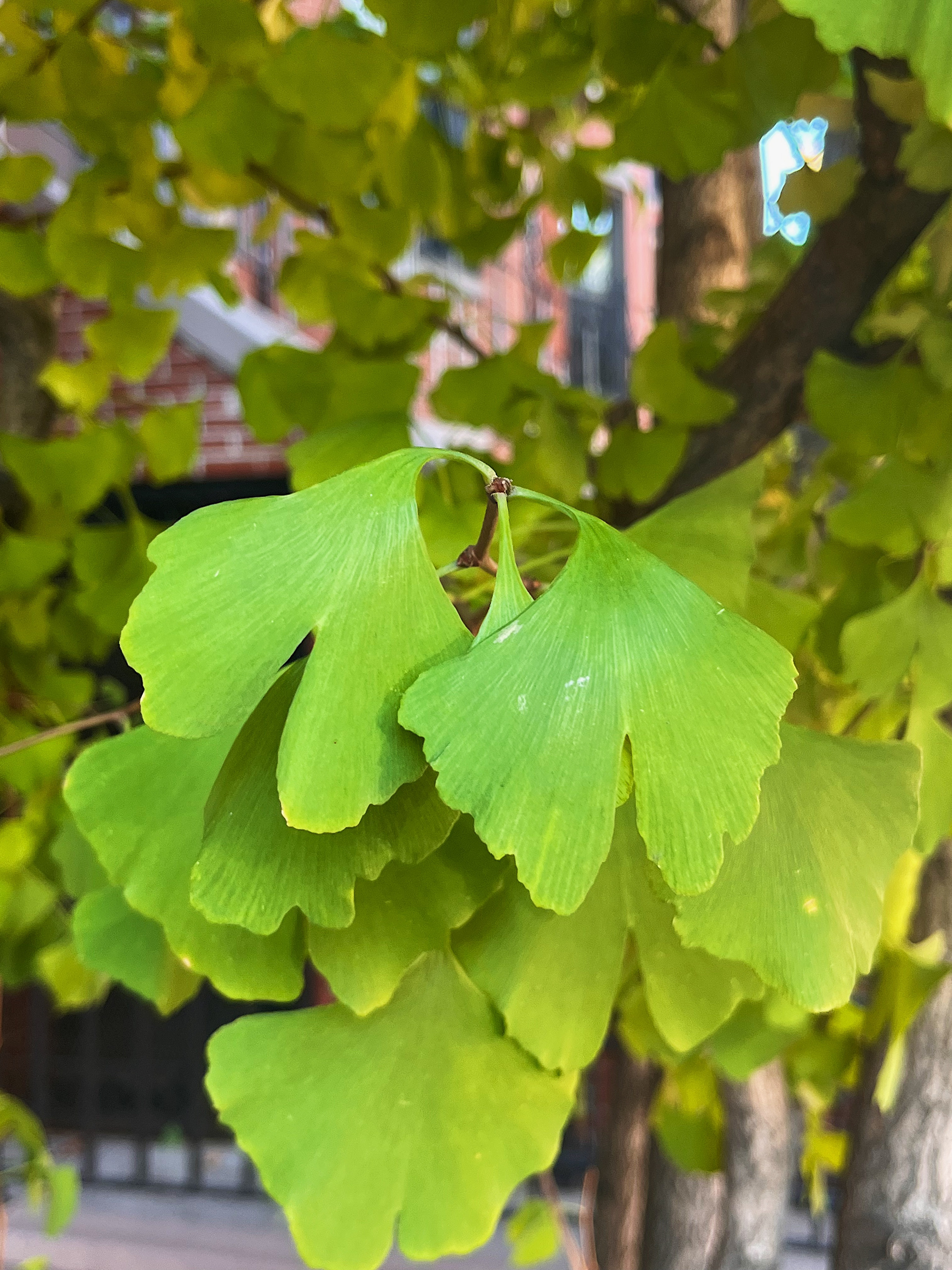 growth pattern from stem