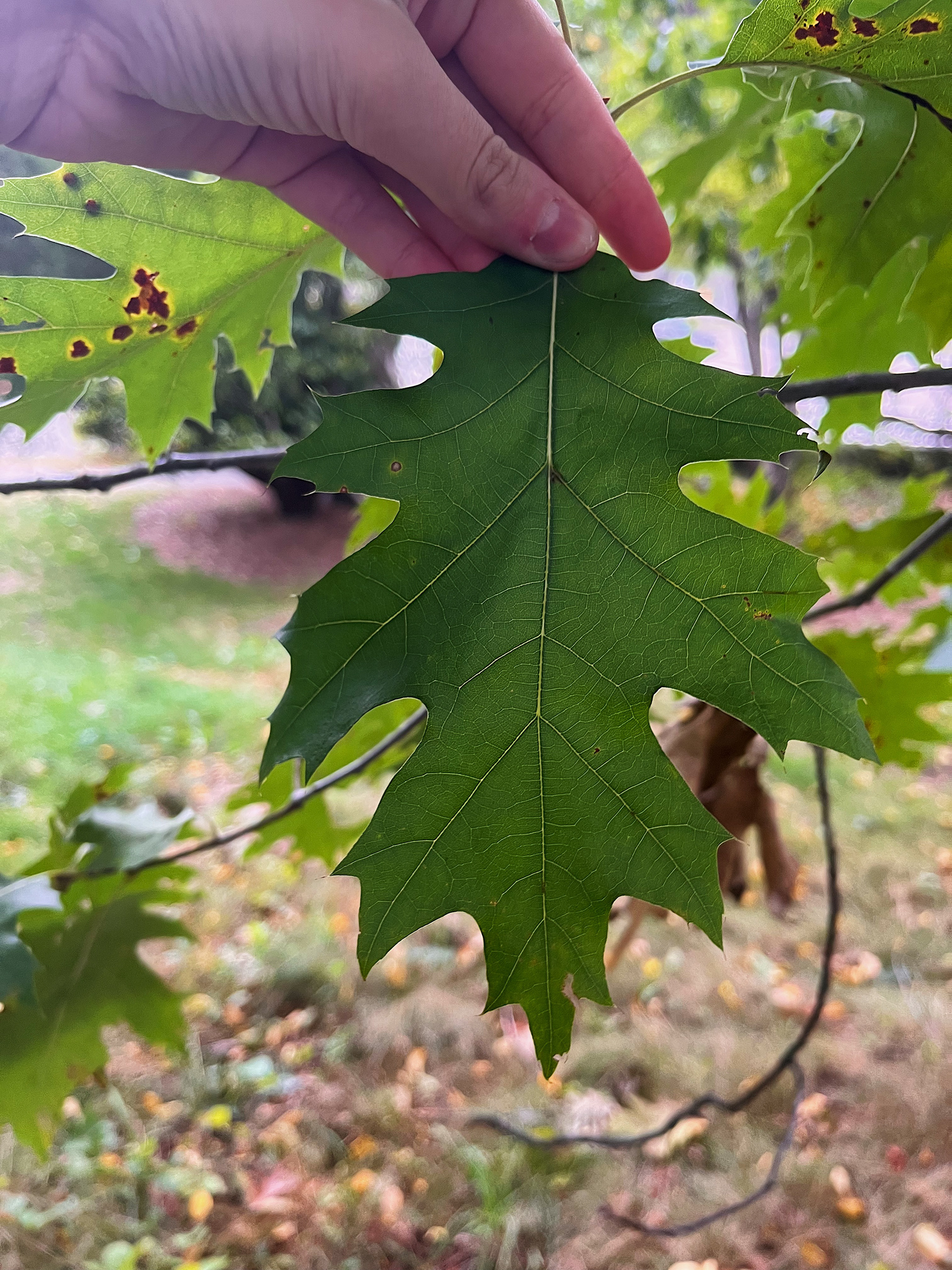 leaf view