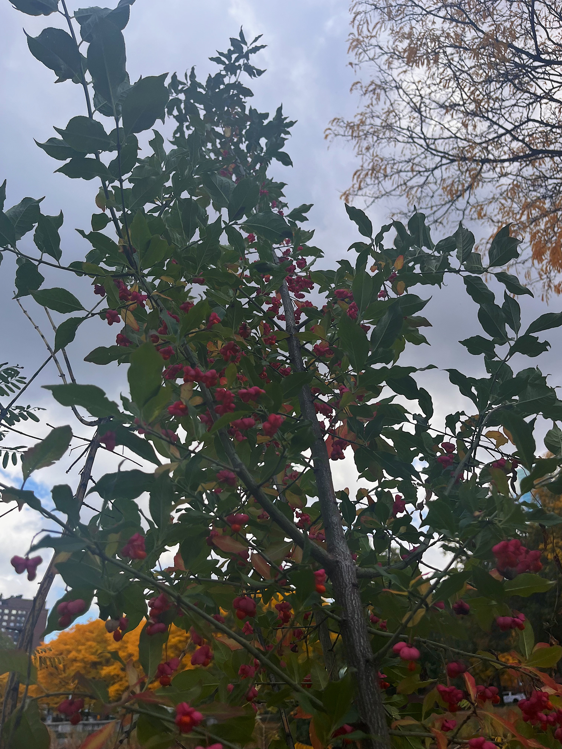 plant view