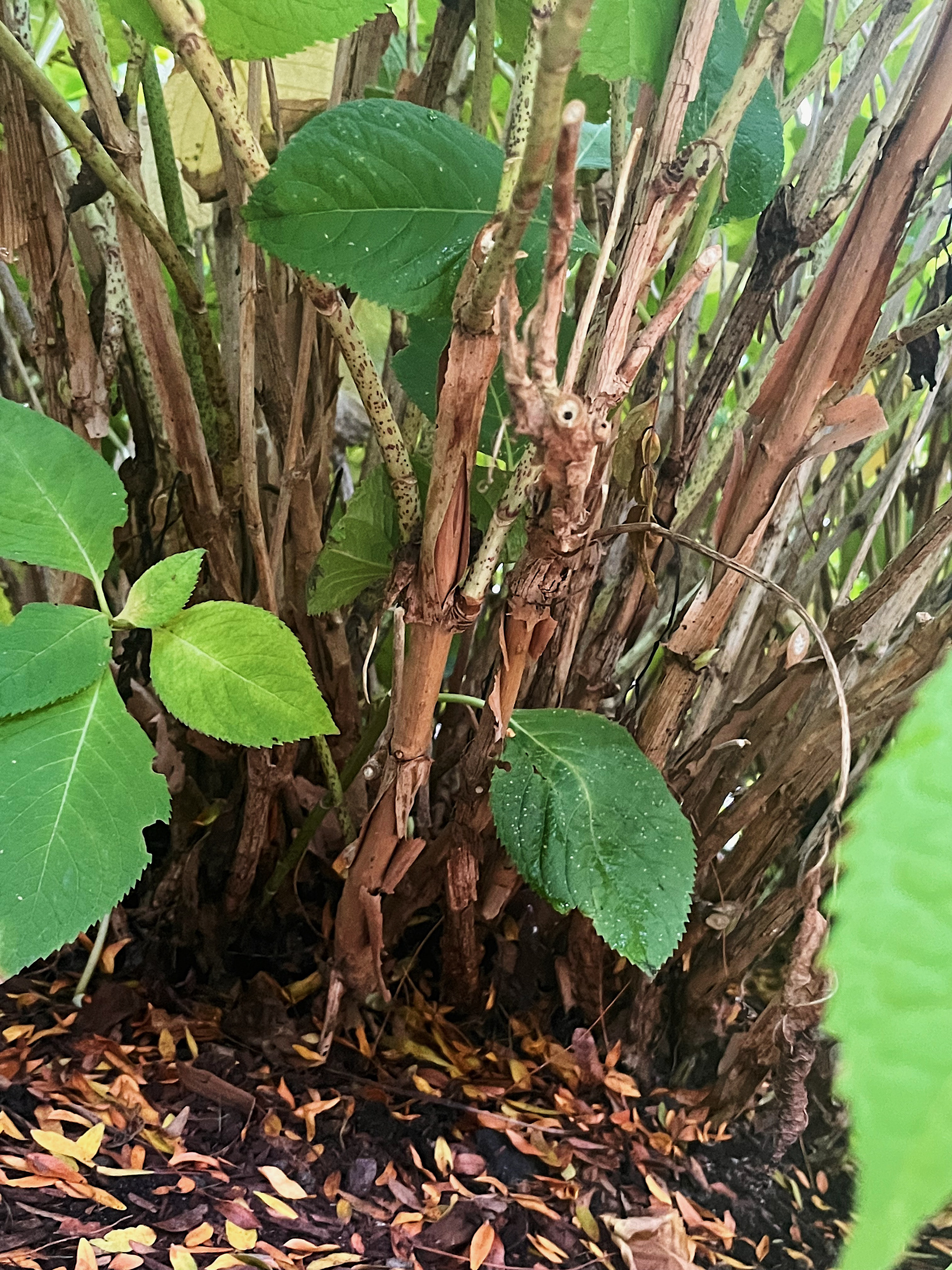 growth from ground