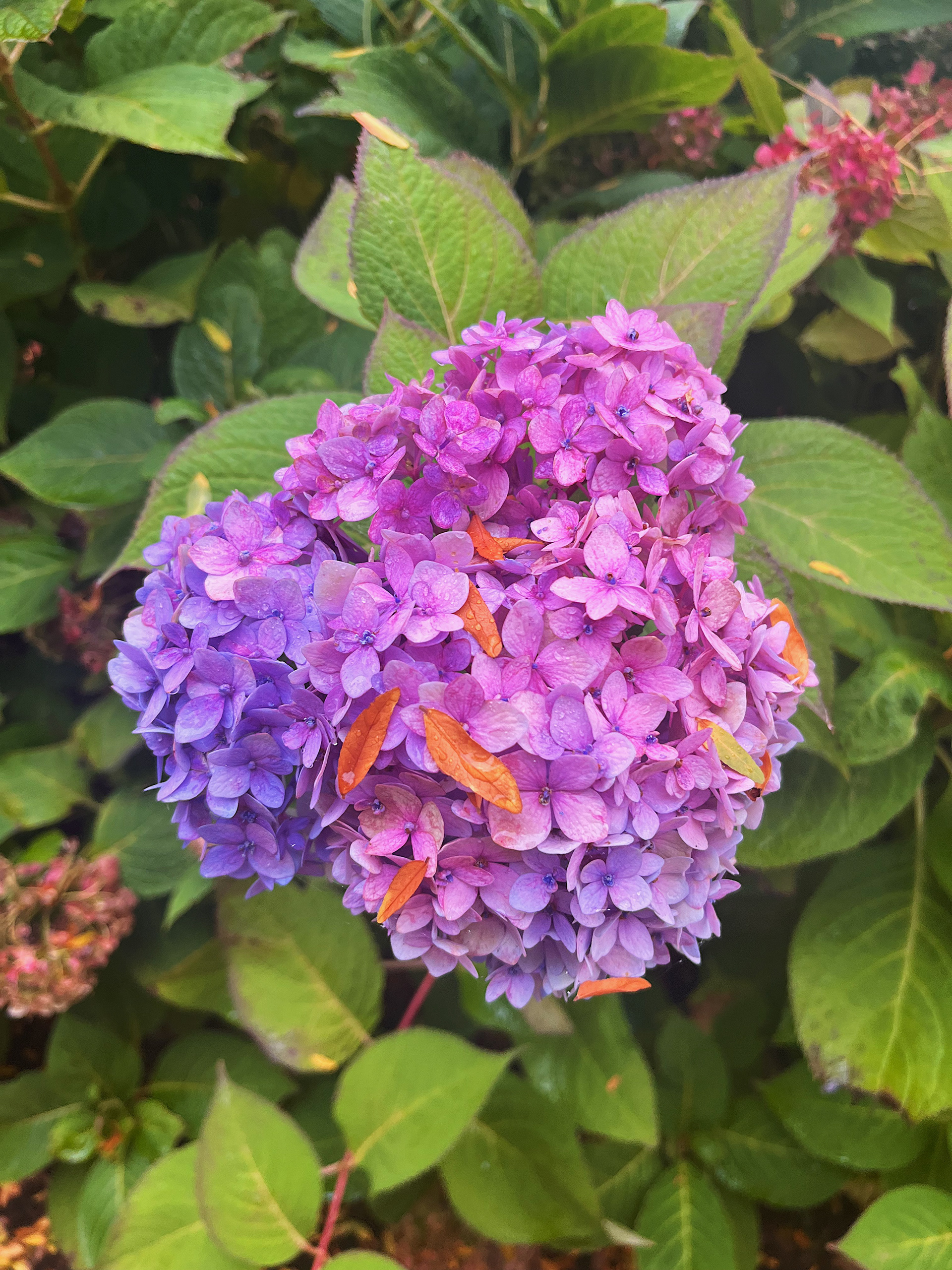 flower view