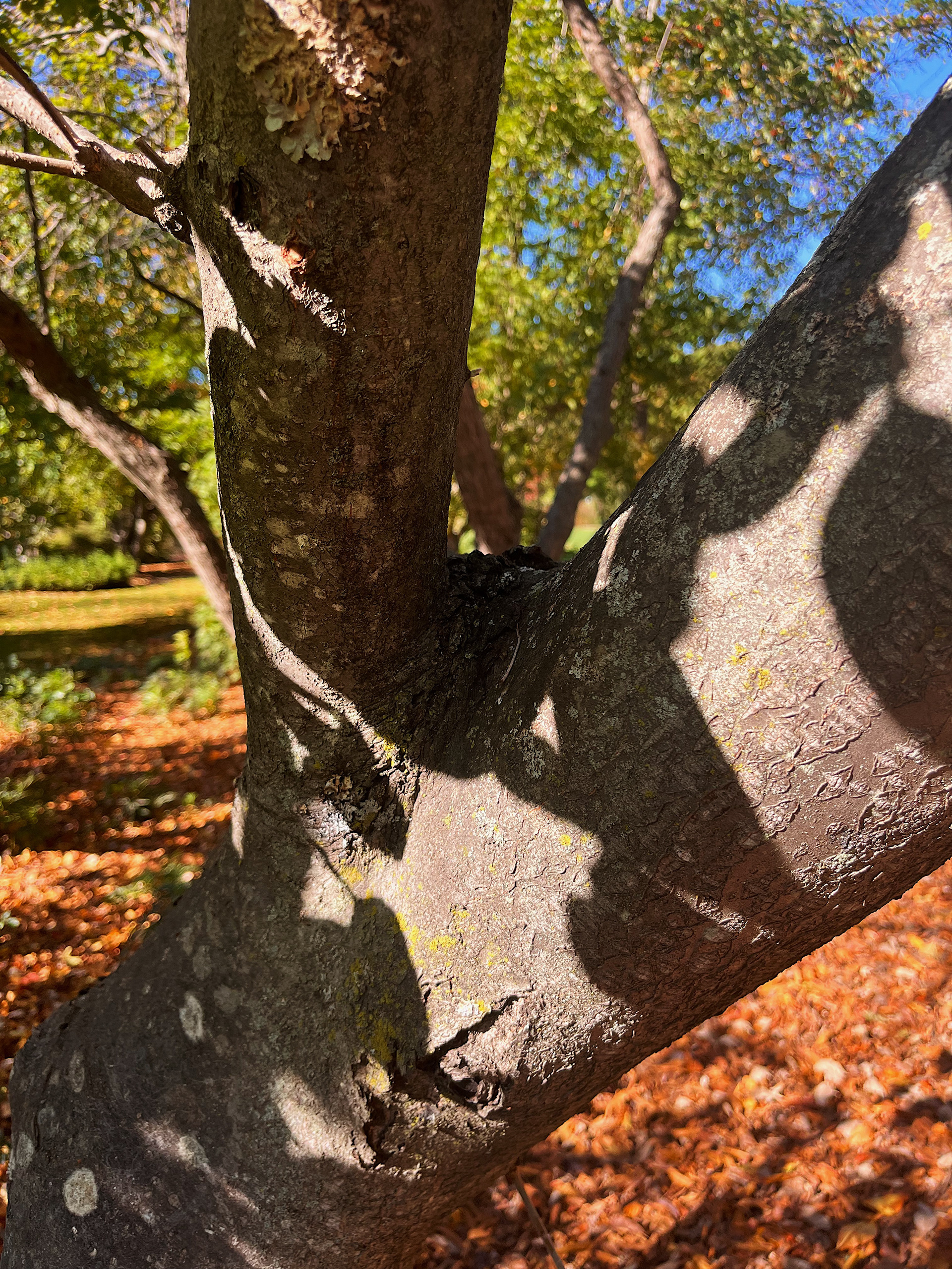 bark view