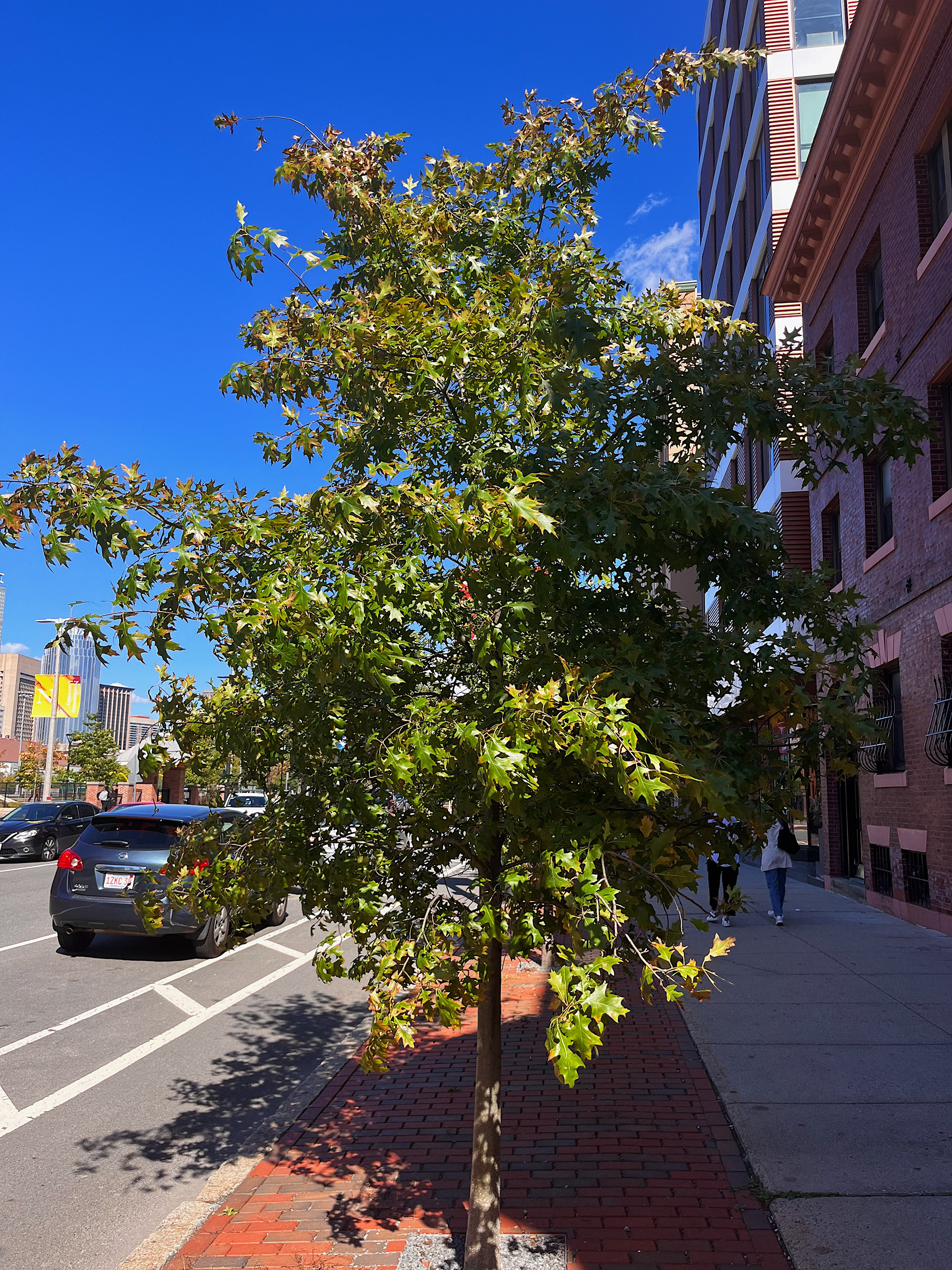 young tree