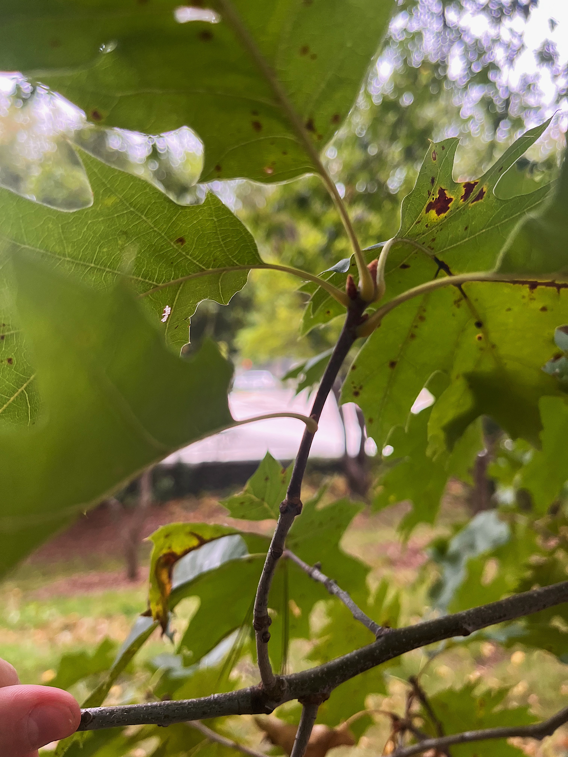 nodes and growth pattern