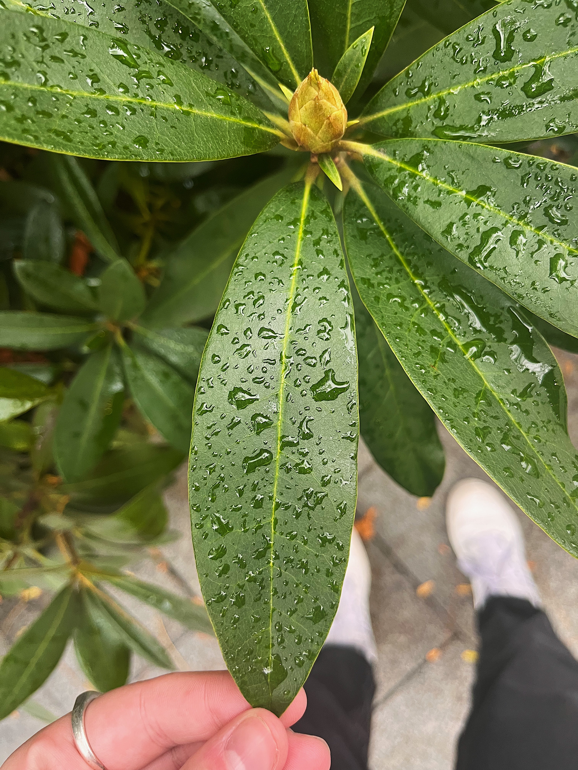 leaf view