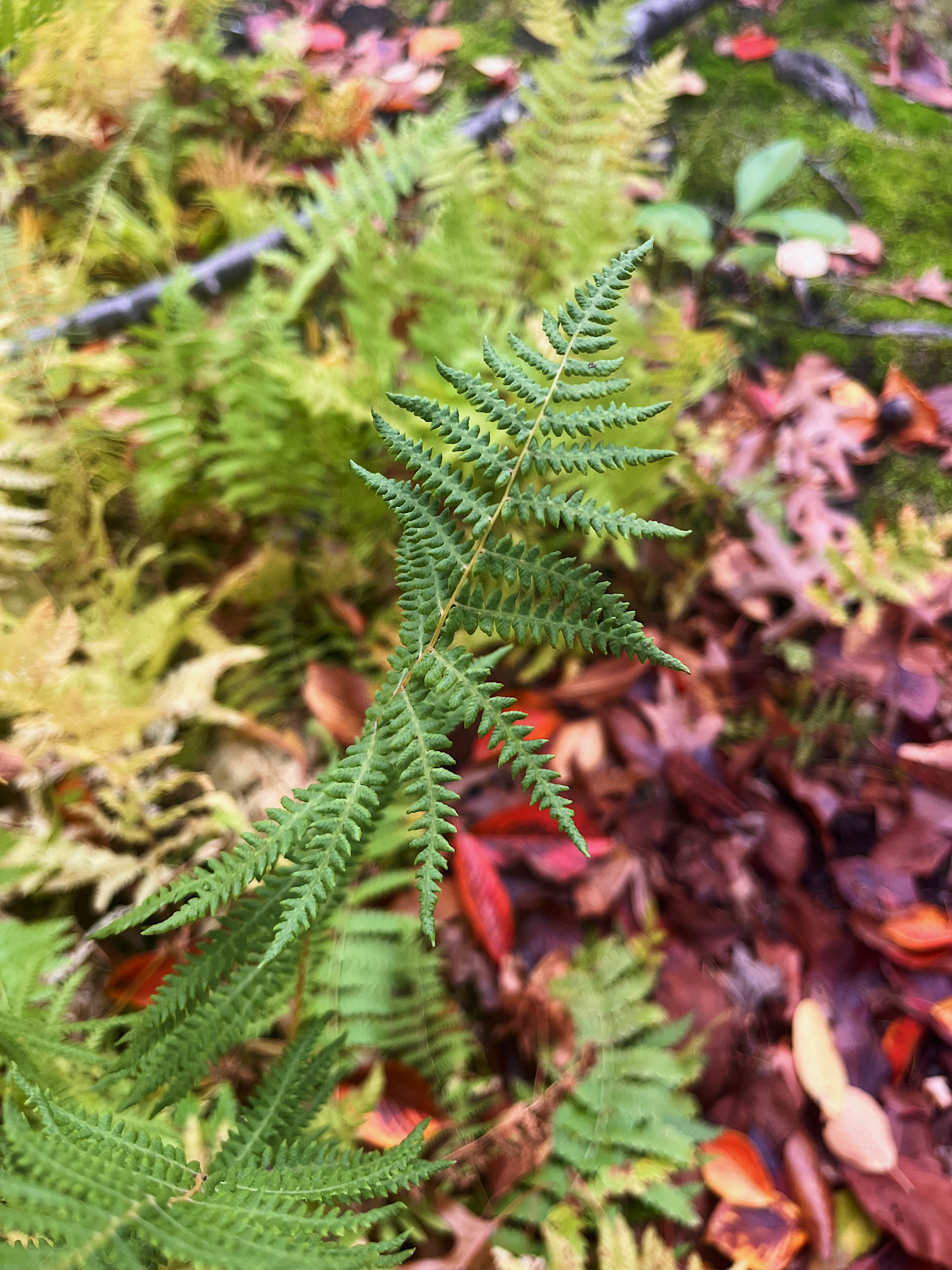leaf view