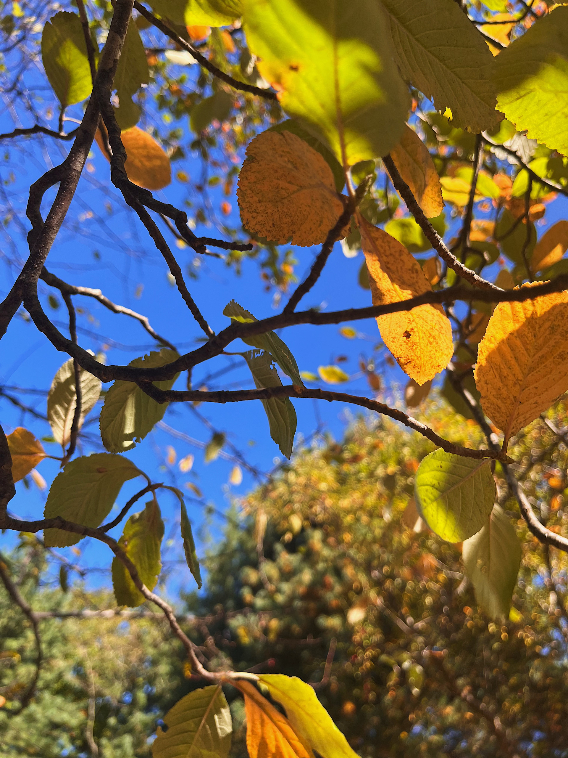growth view