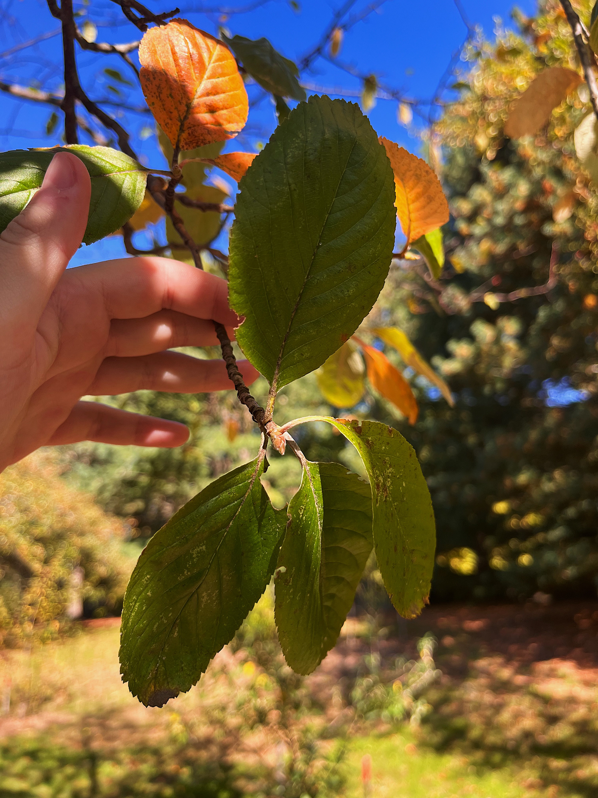 leaf growth