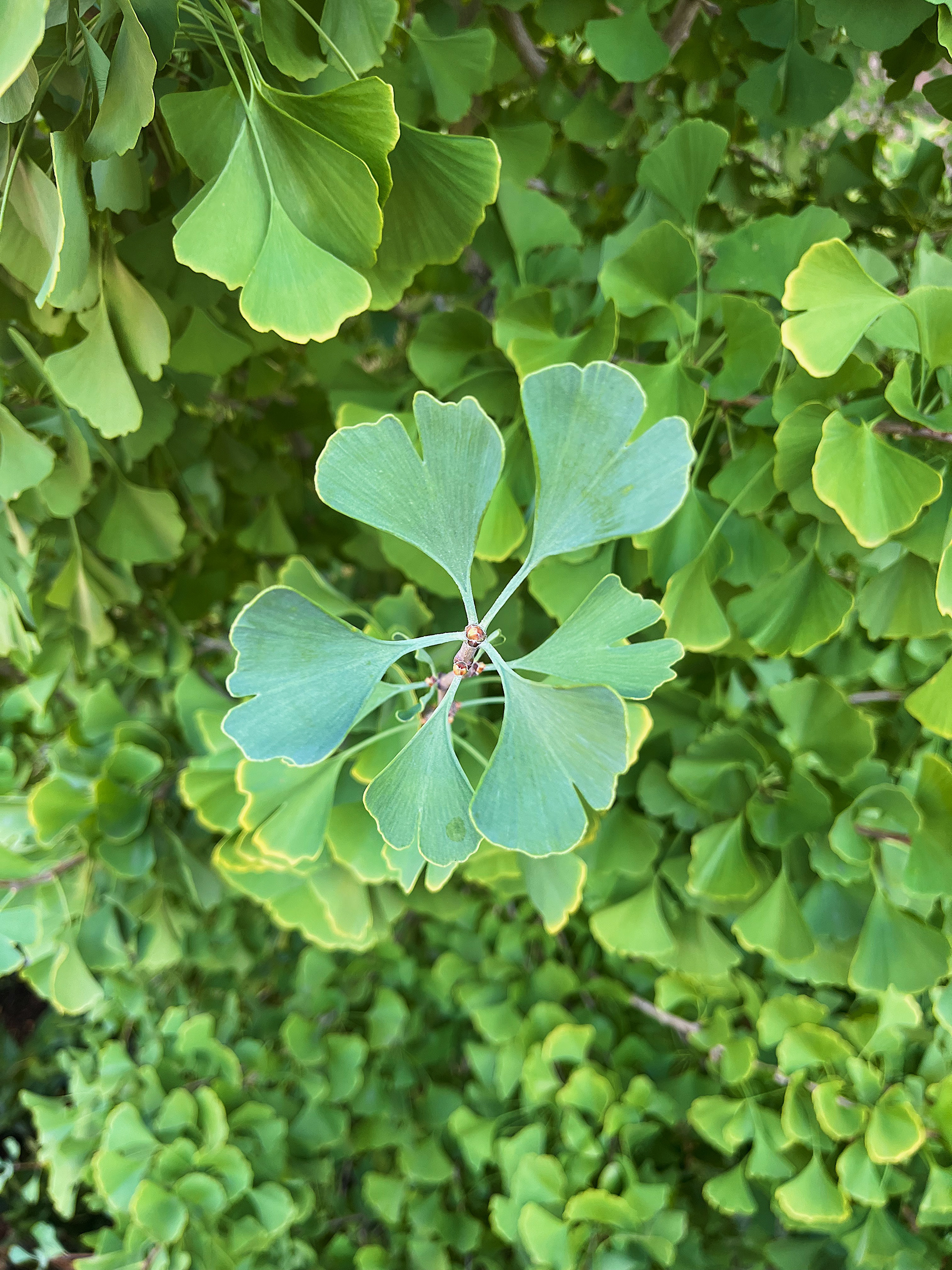 young leaf growth and bud