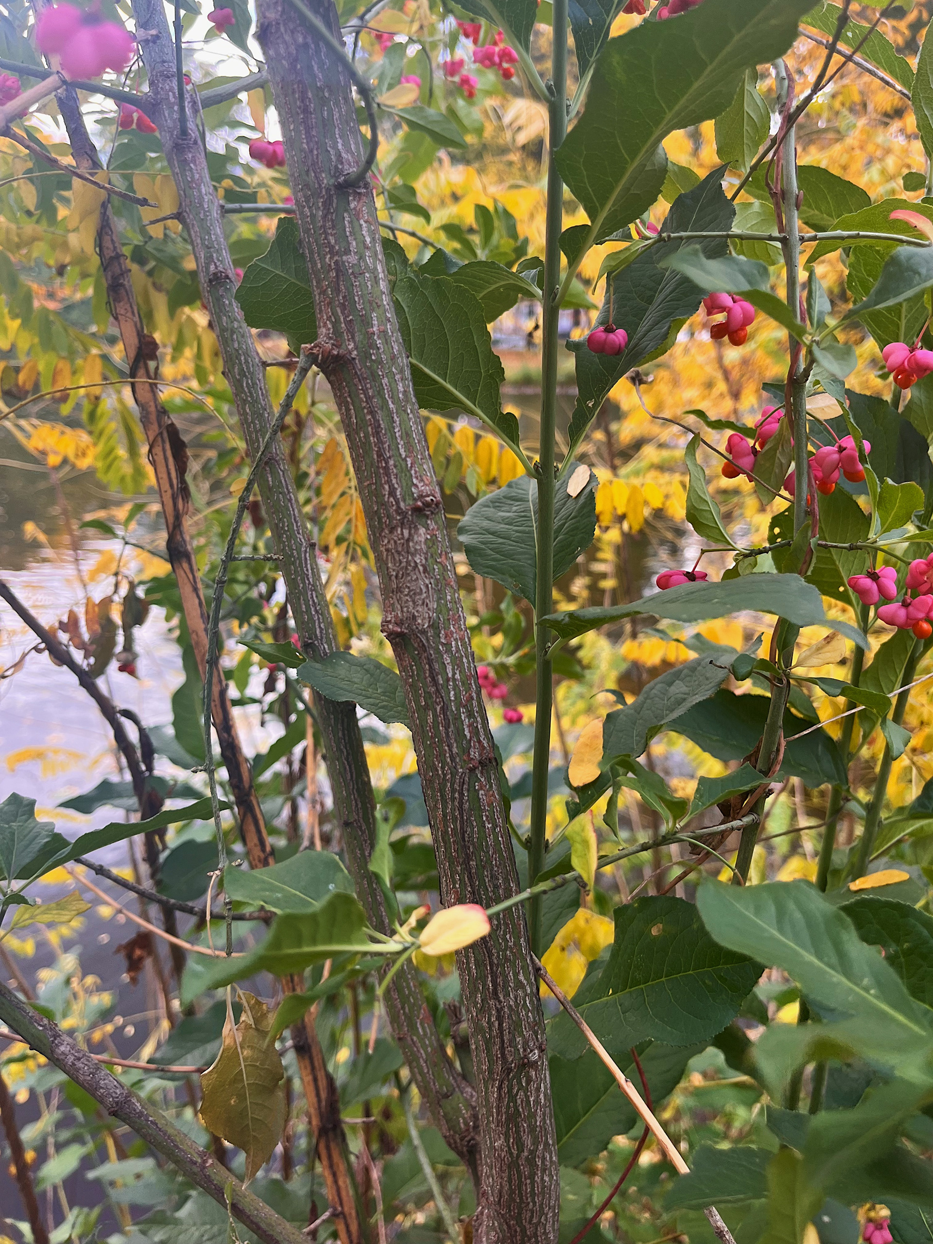 aged bark