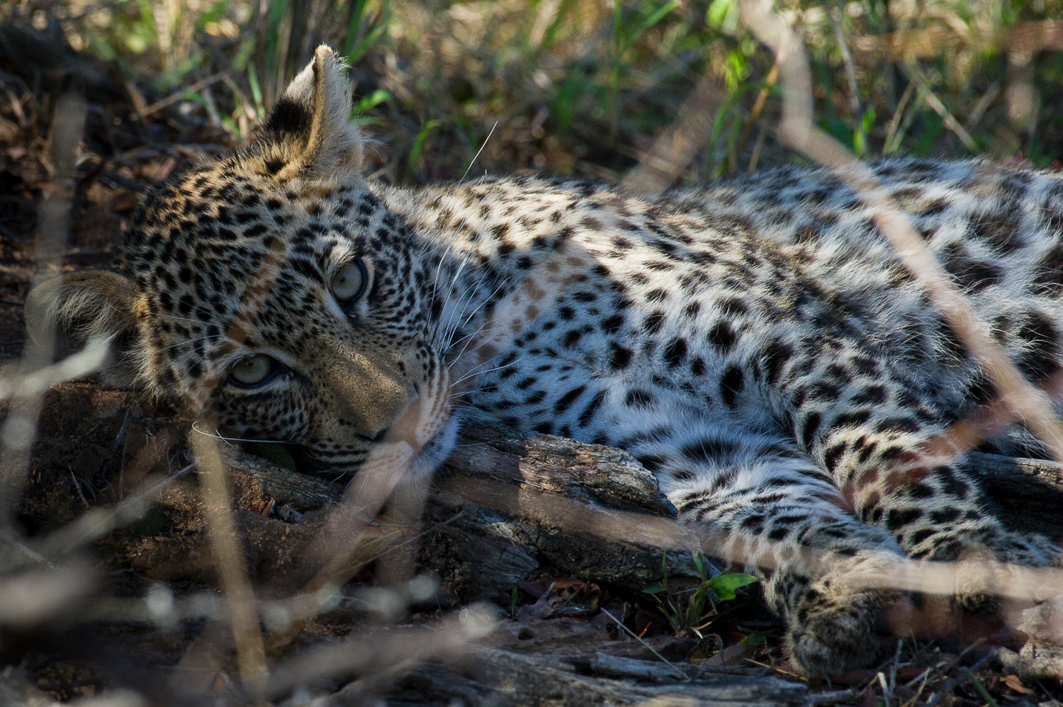 Young Leopard, South Africa