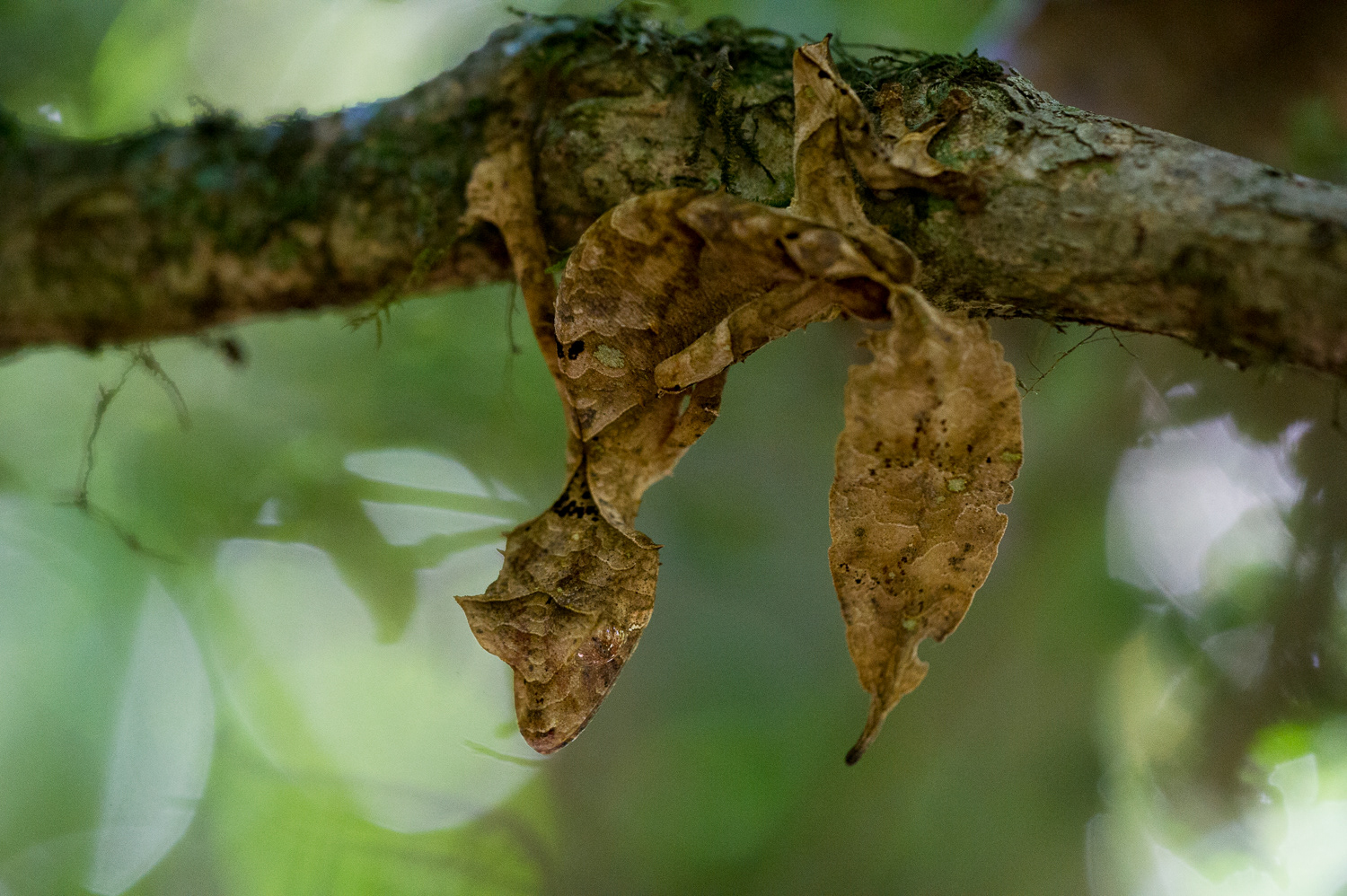 Satanic Leaftale Gecko, Madagascar