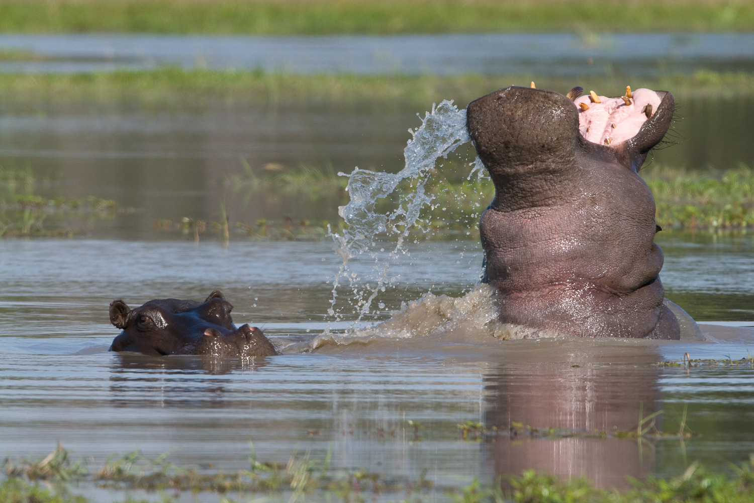 Hippos in Xakanaxa, Okavango Delta, Botswana