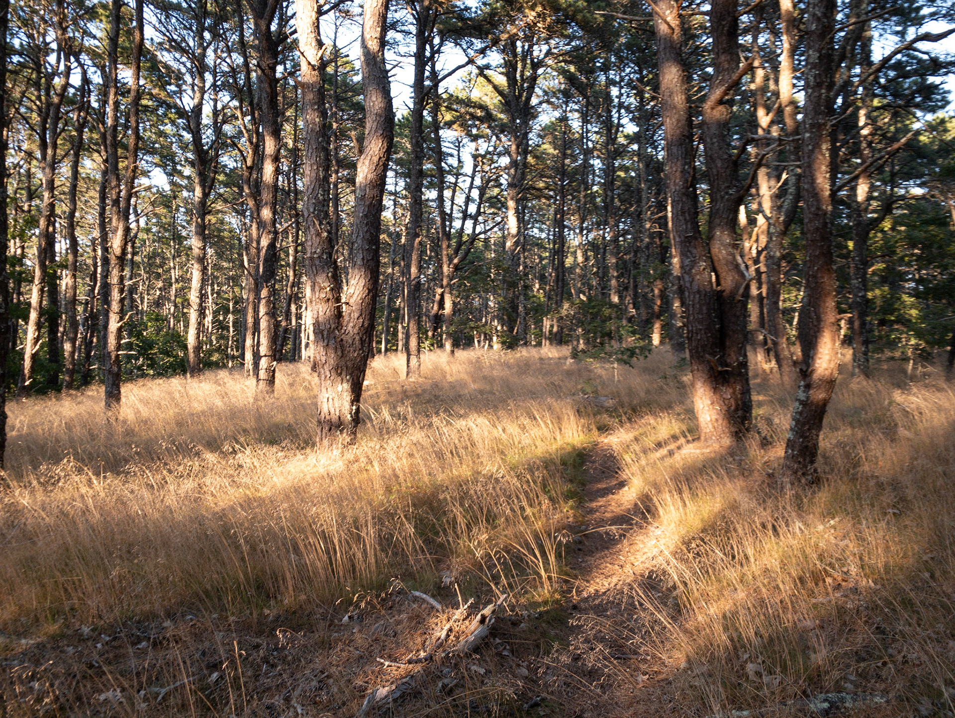 Wellfleet, Mass, 2020:  The hidden dunes of Cape Cod.
