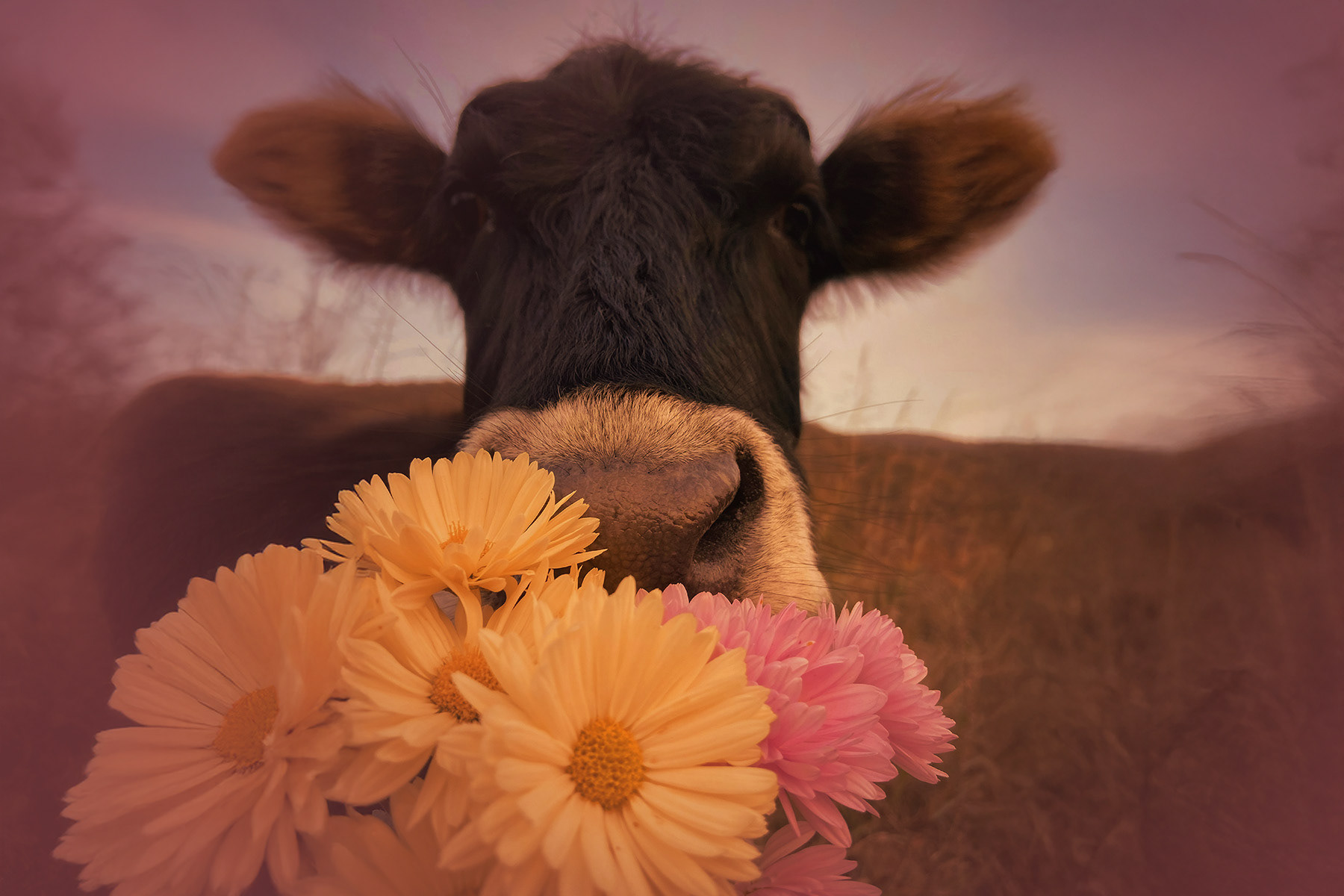 A symbolic image capturing the source of our key ingredient — grass-fed tallow — with warmth.