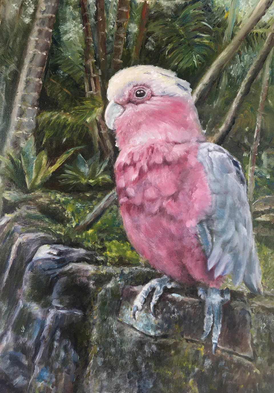 title: Star de Galah medium: Oil on paper