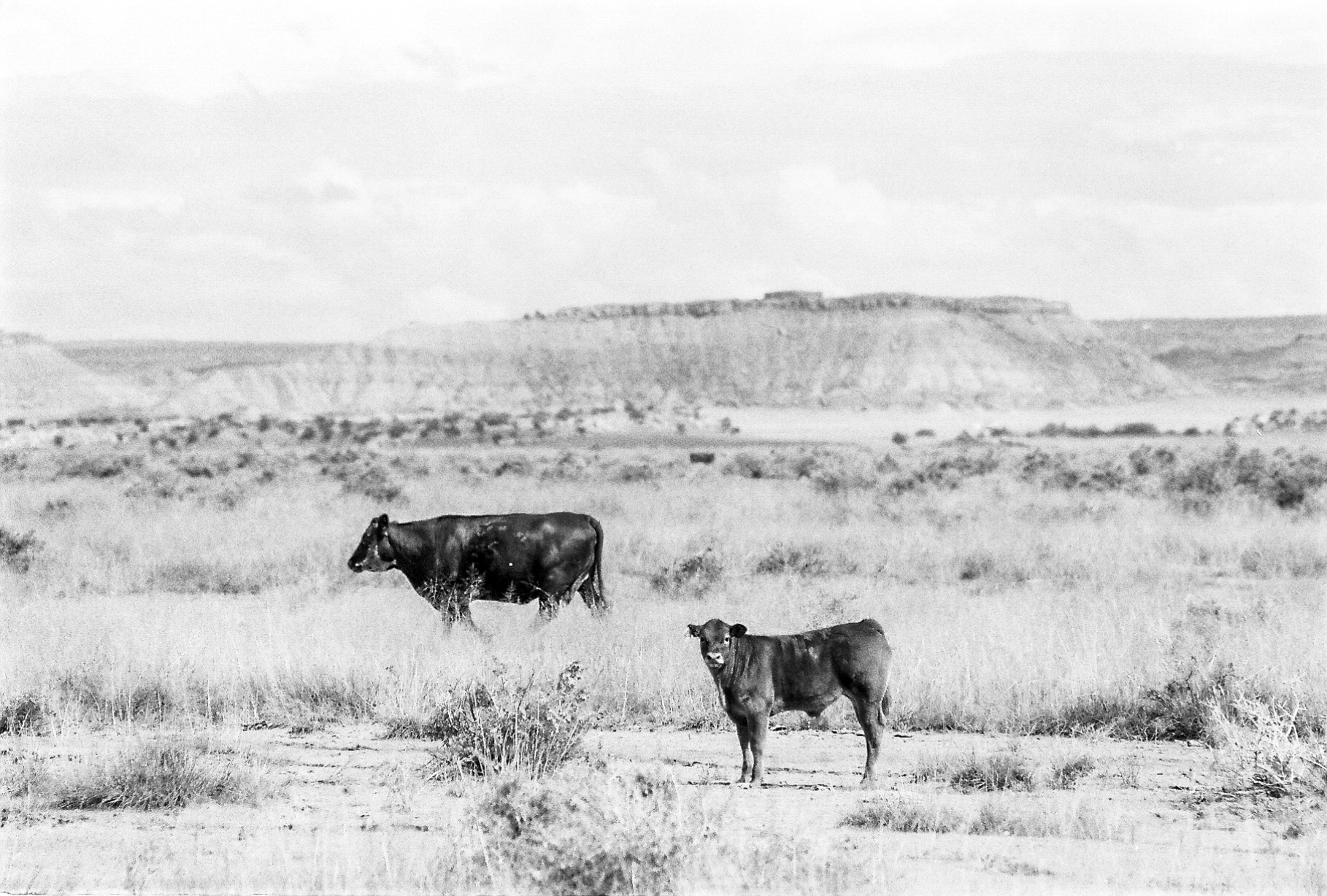 Arizona