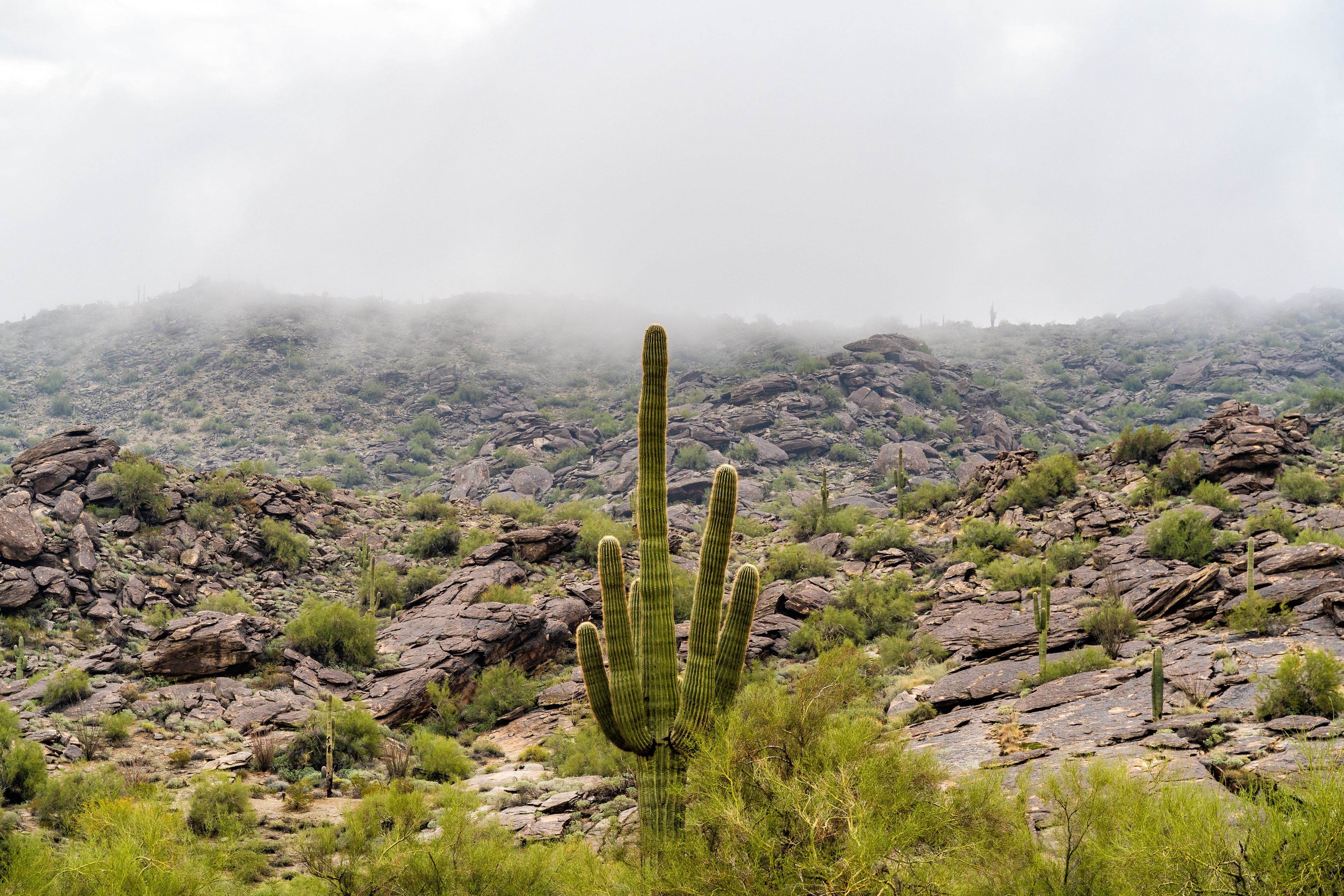 Arizona