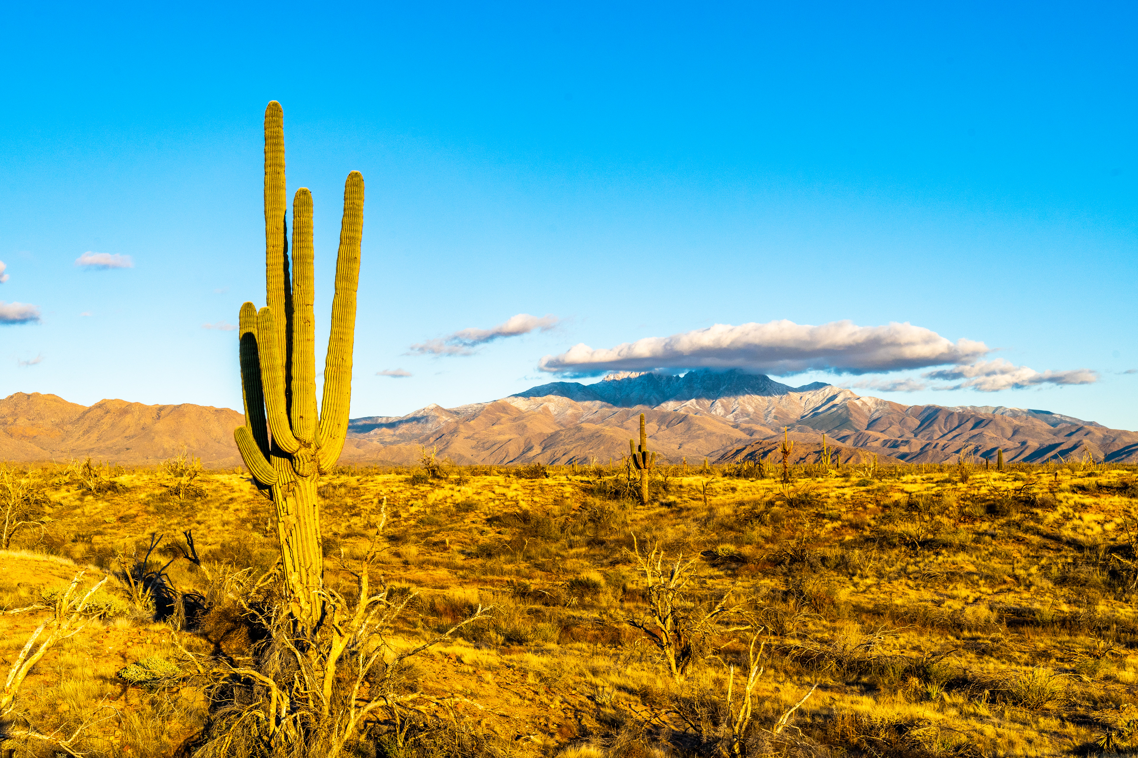 Arizona