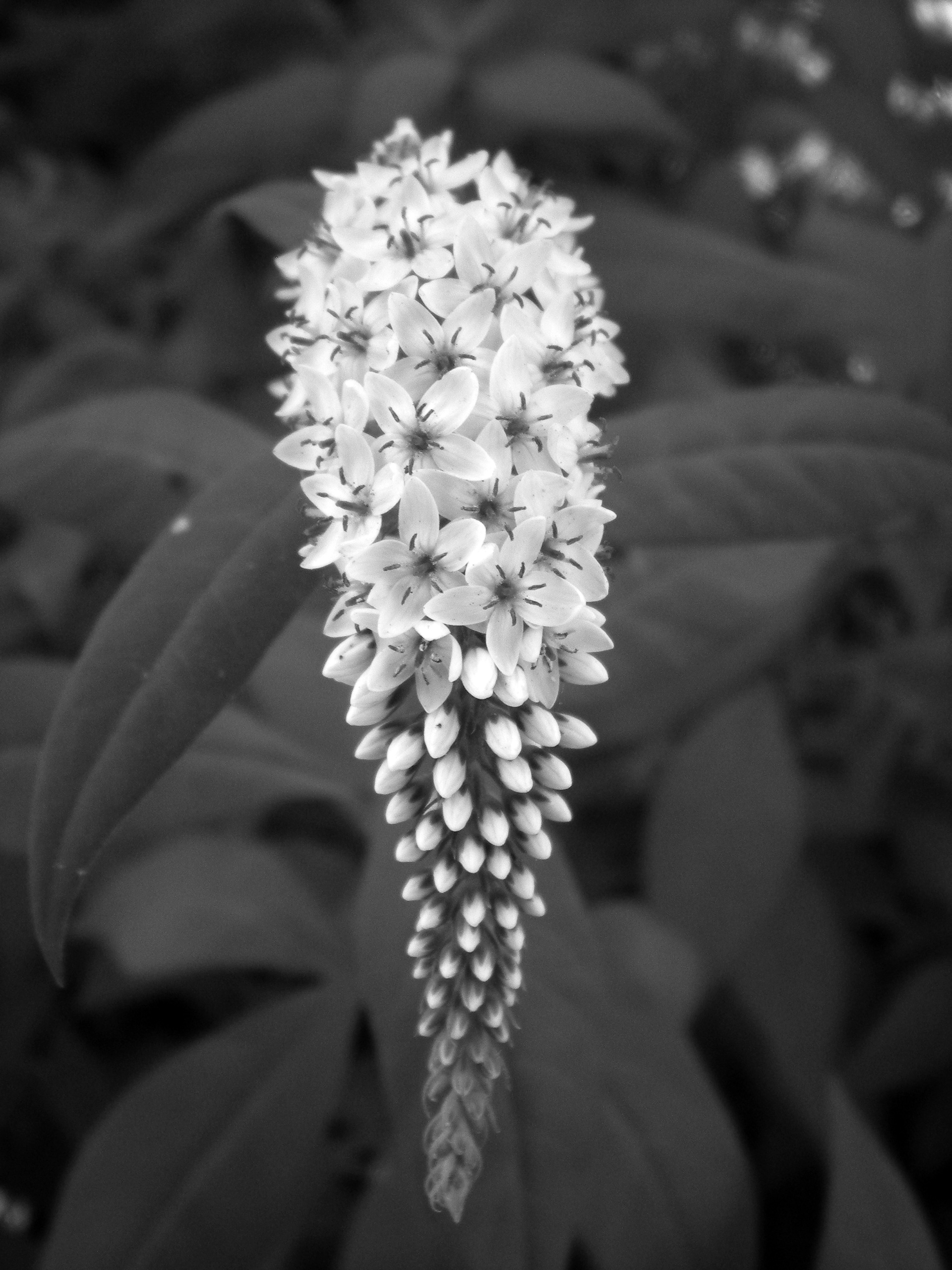 photograph - DSLR