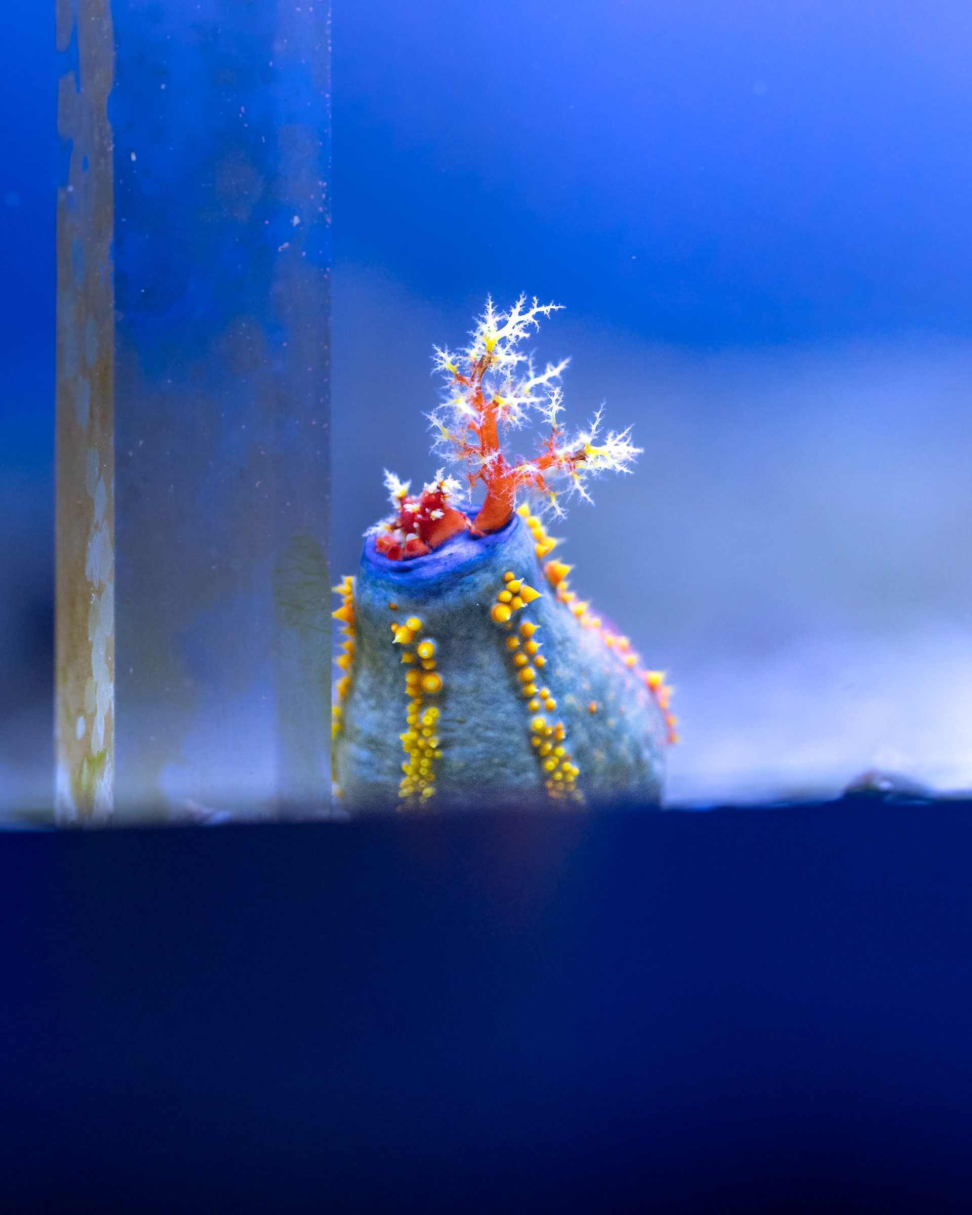 Seaquarium Grau du roi