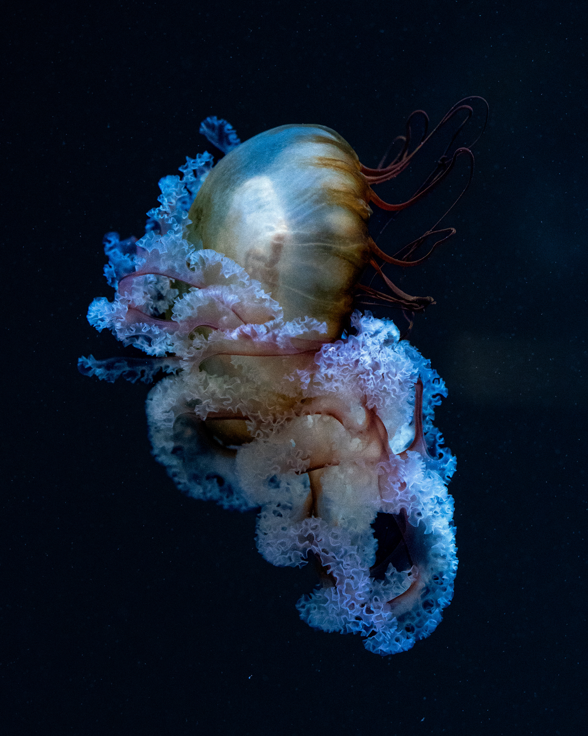 Nausicaa