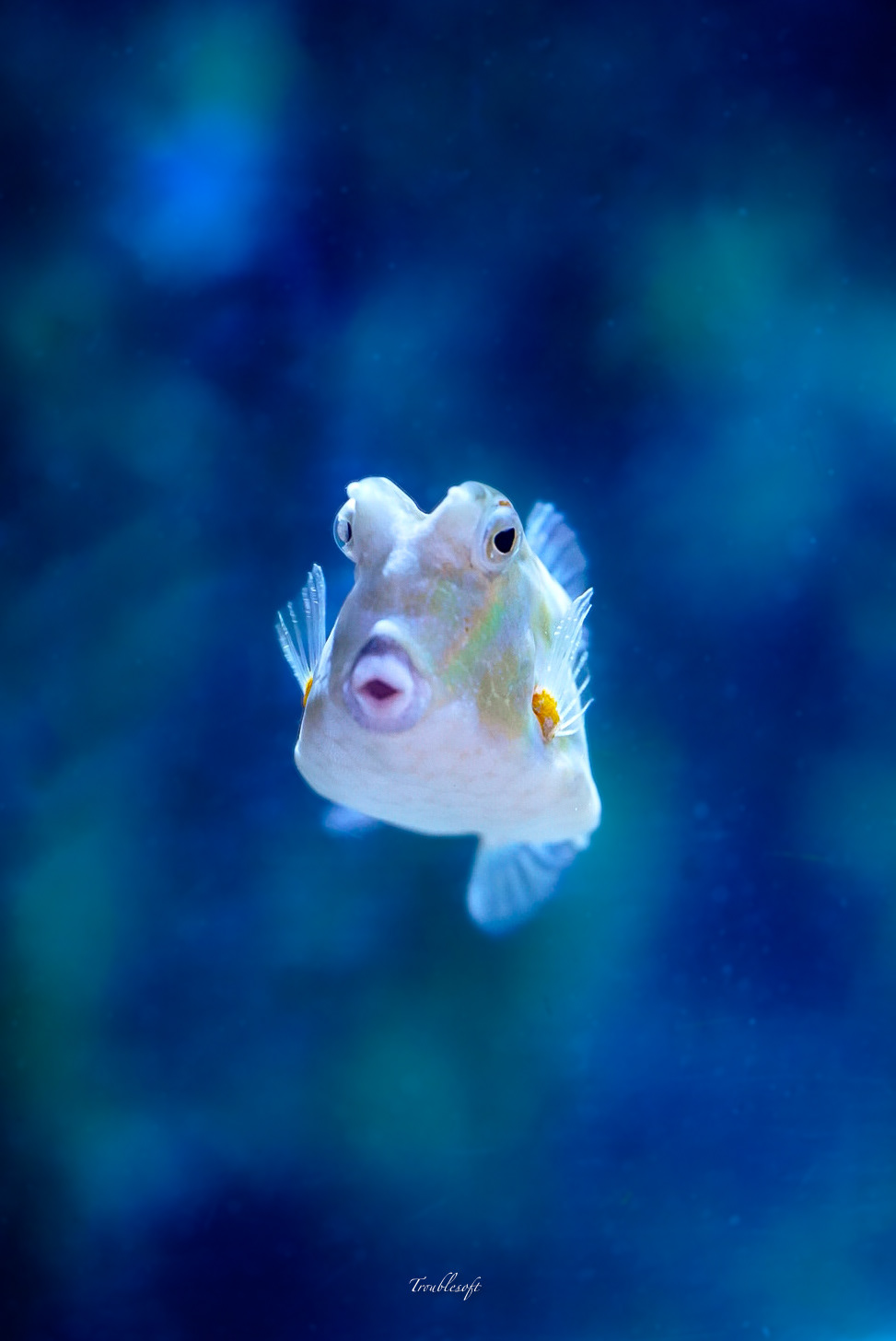 Seaquarium Grau du roi