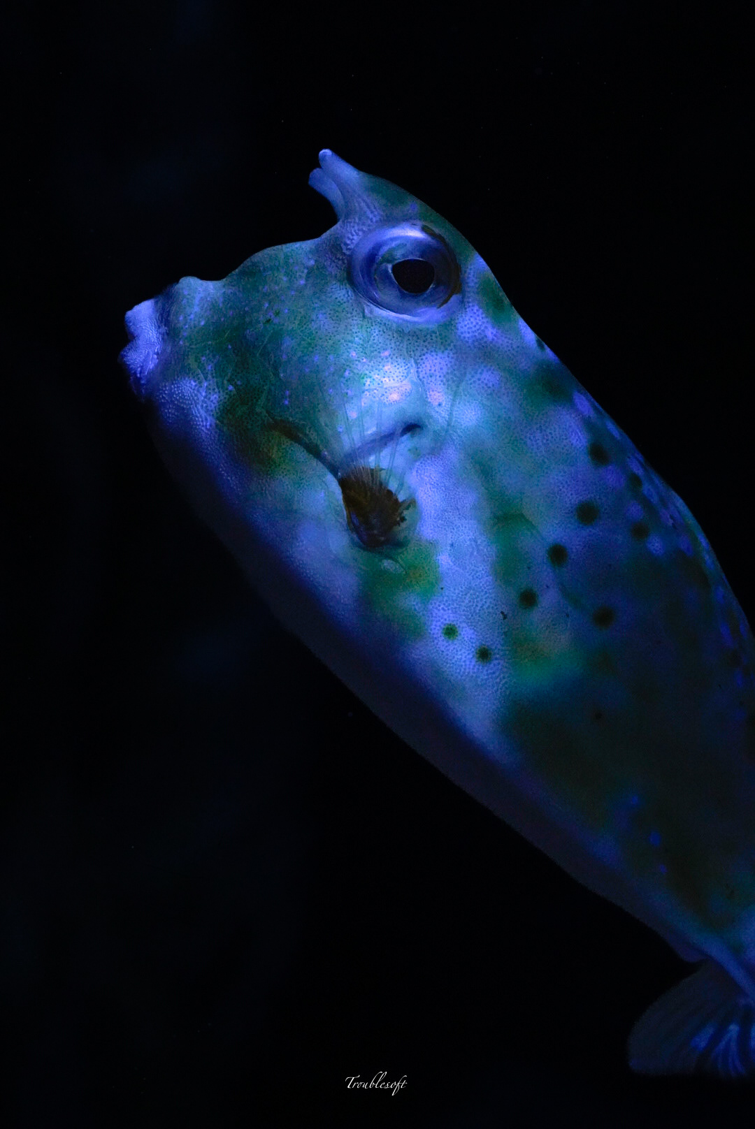 Seaquarium Grau du roi