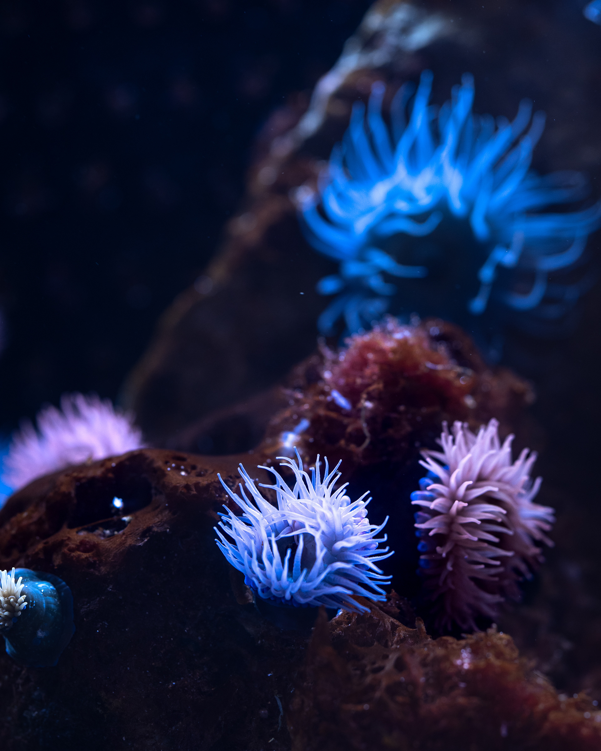 Nausicaa