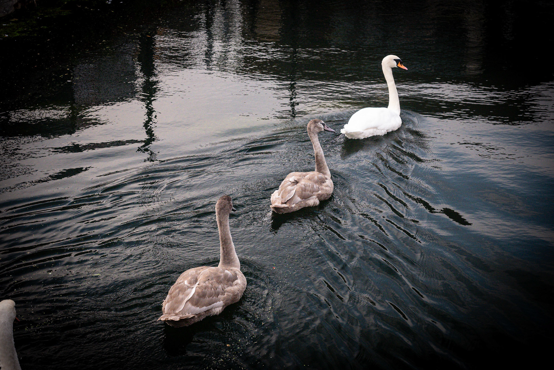 Swans in the River Chelmer