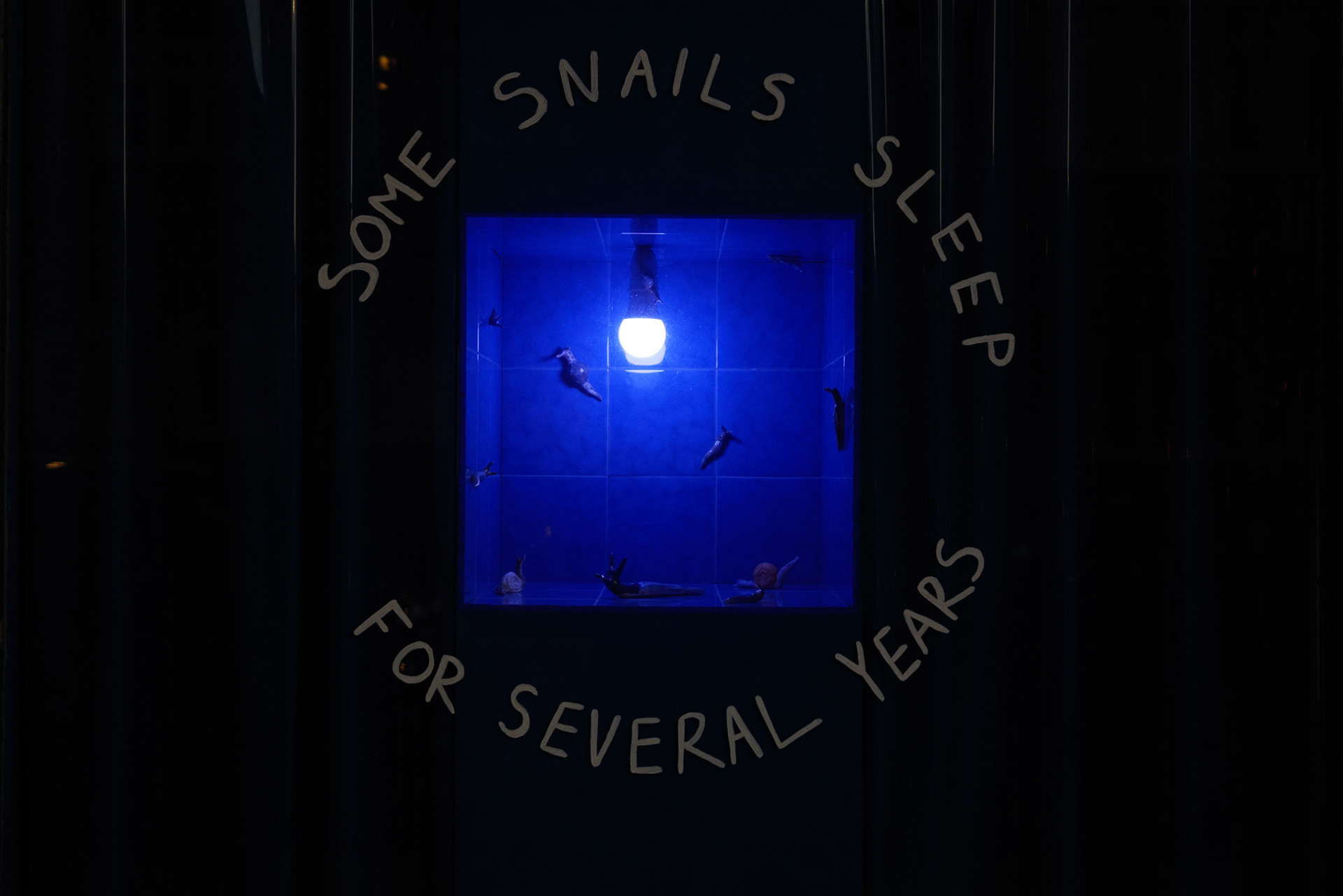 Some snails sleep for several years