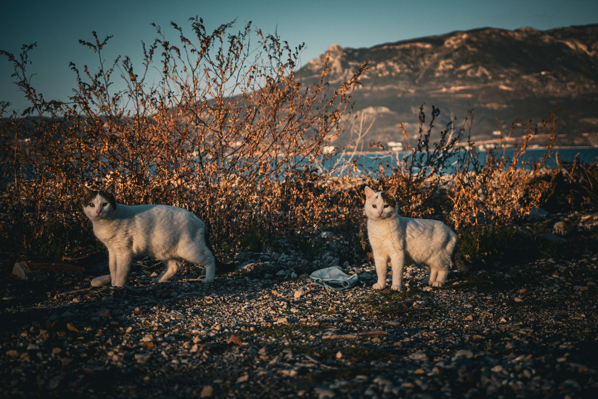 Corinth
