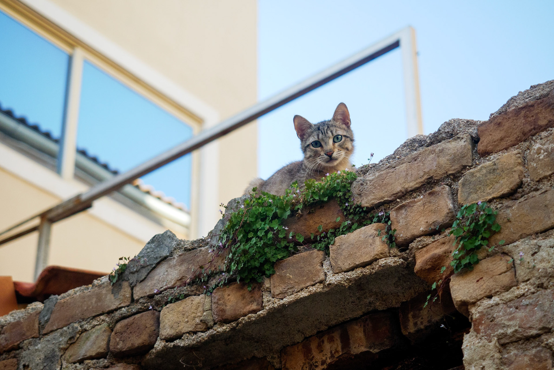 Another Cat
